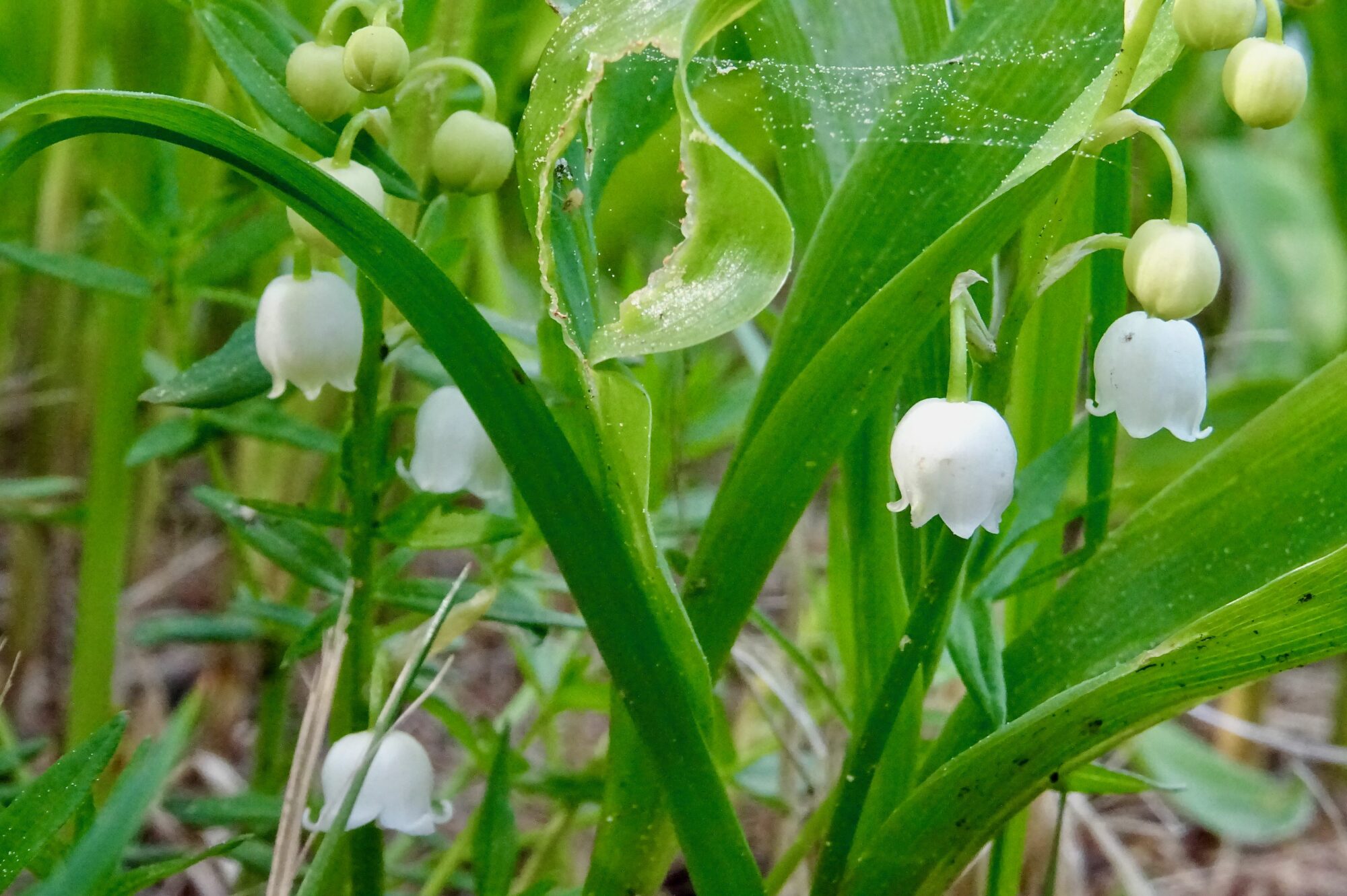 Valokuvaaja: Liisa Niiva-Korpela