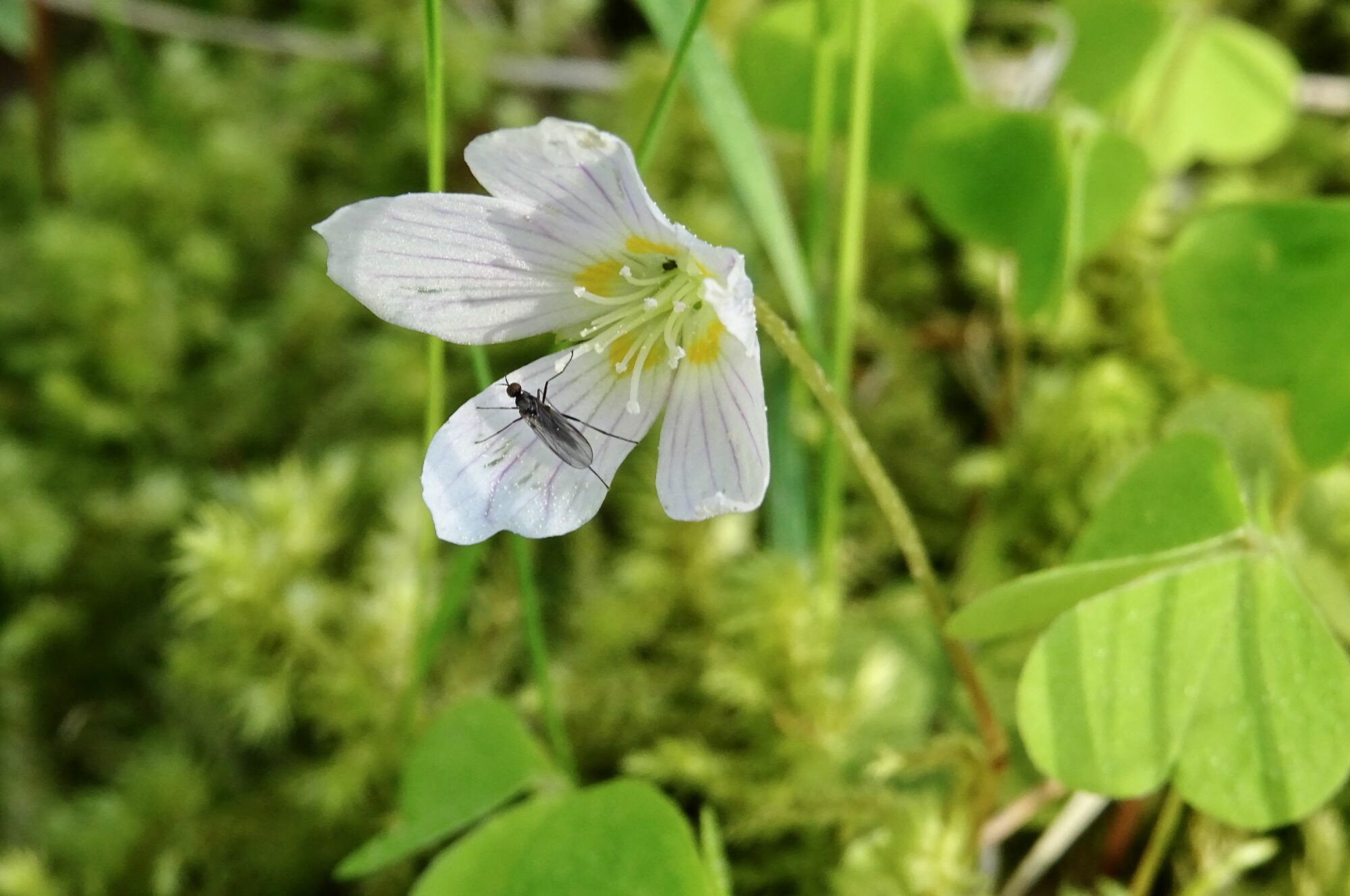Valokuvaaja: Liisa Niiva-Korpela