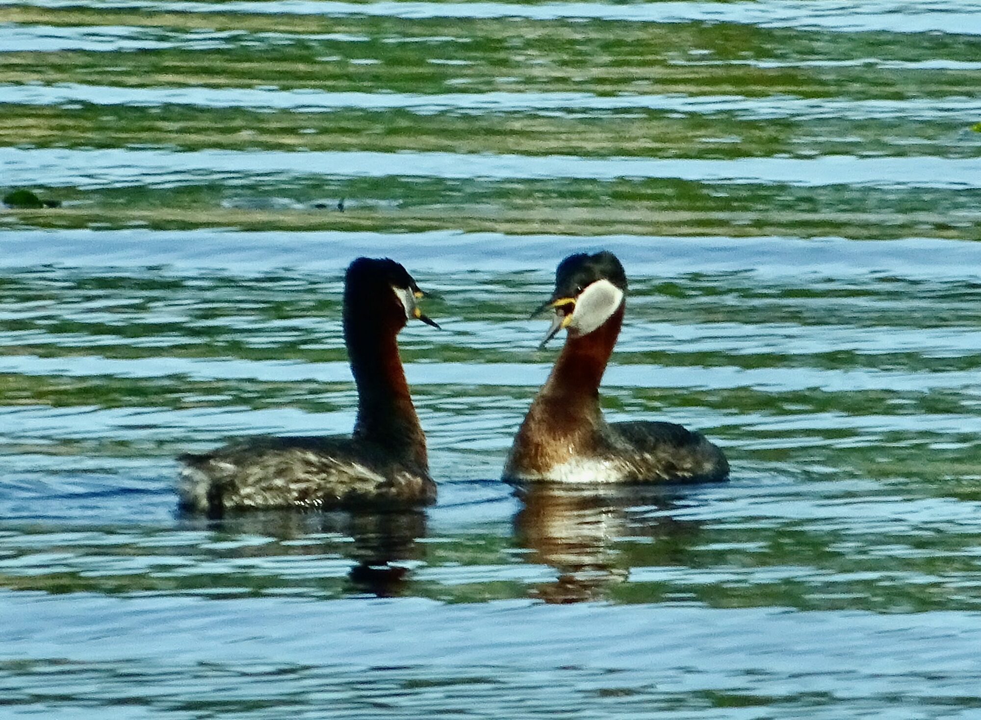 Valokuvaaja: Liisa Niiva-Korpela
