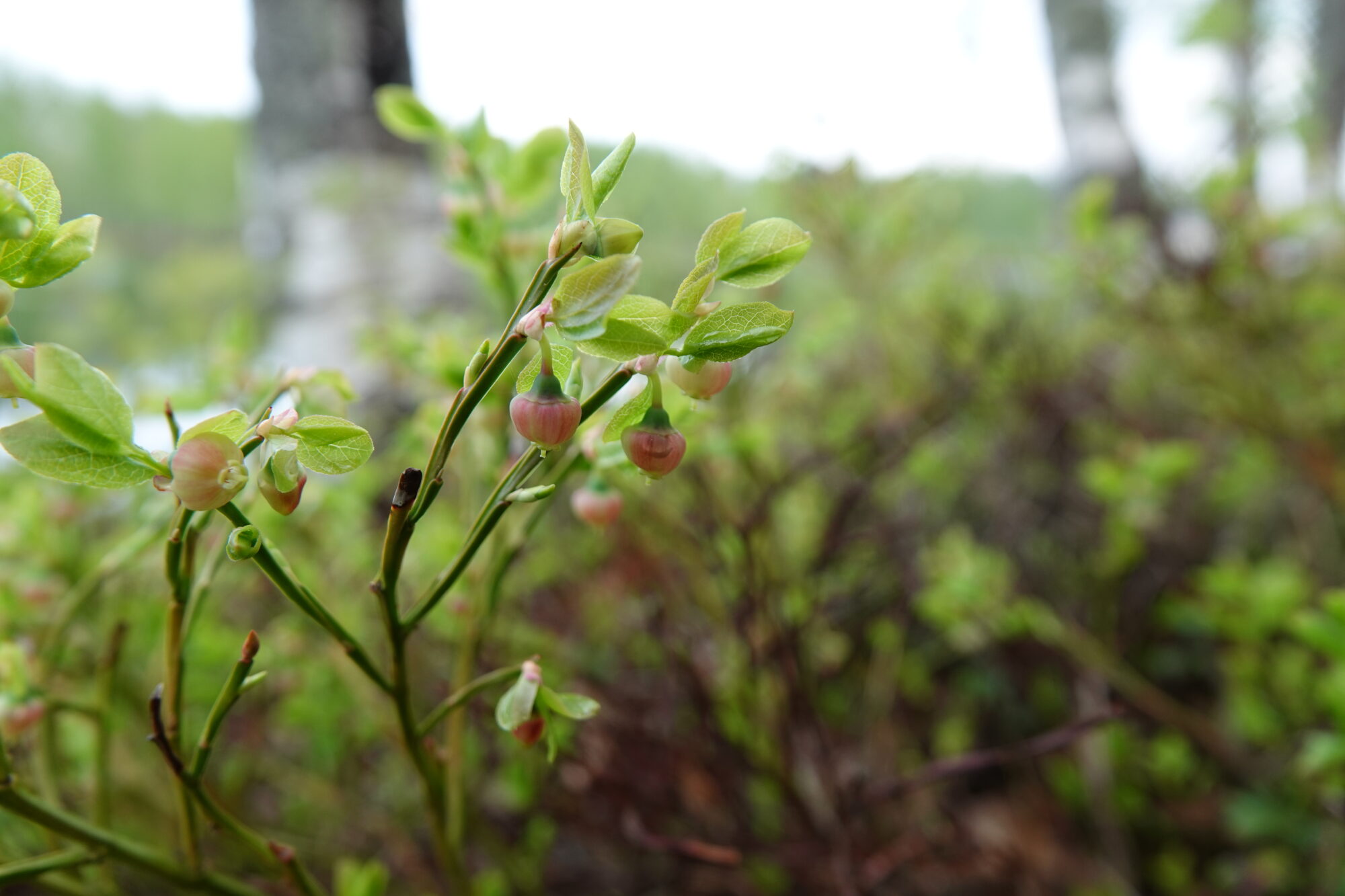 Valokuvaaja: Jenna Pitkänen