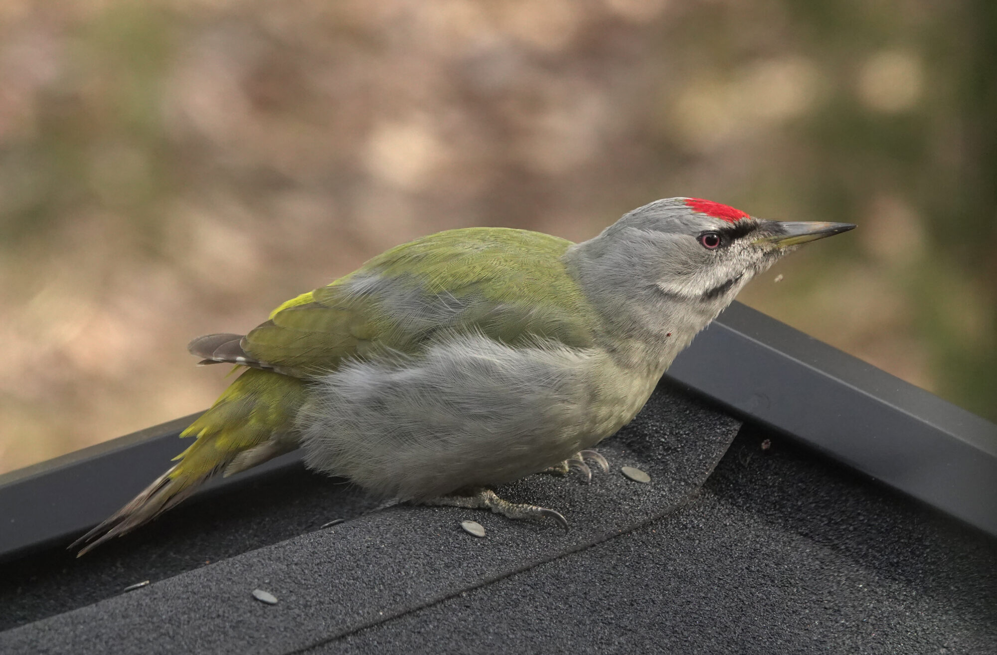 Valokuvaaja: Minna Mäkipää