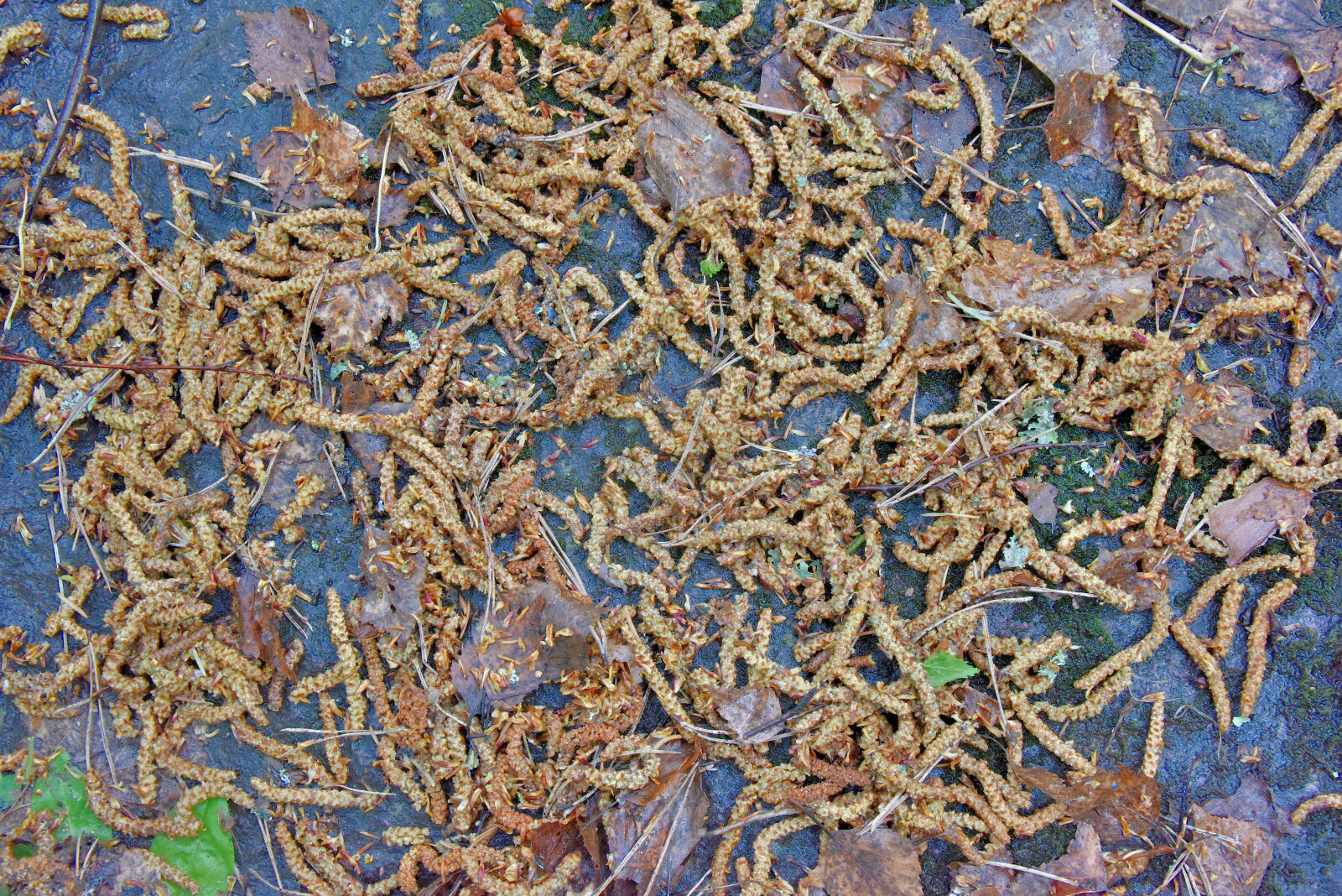 Valokuvaaja: Reijo Juurinen Valokuvaaja: Reijo Juurinen