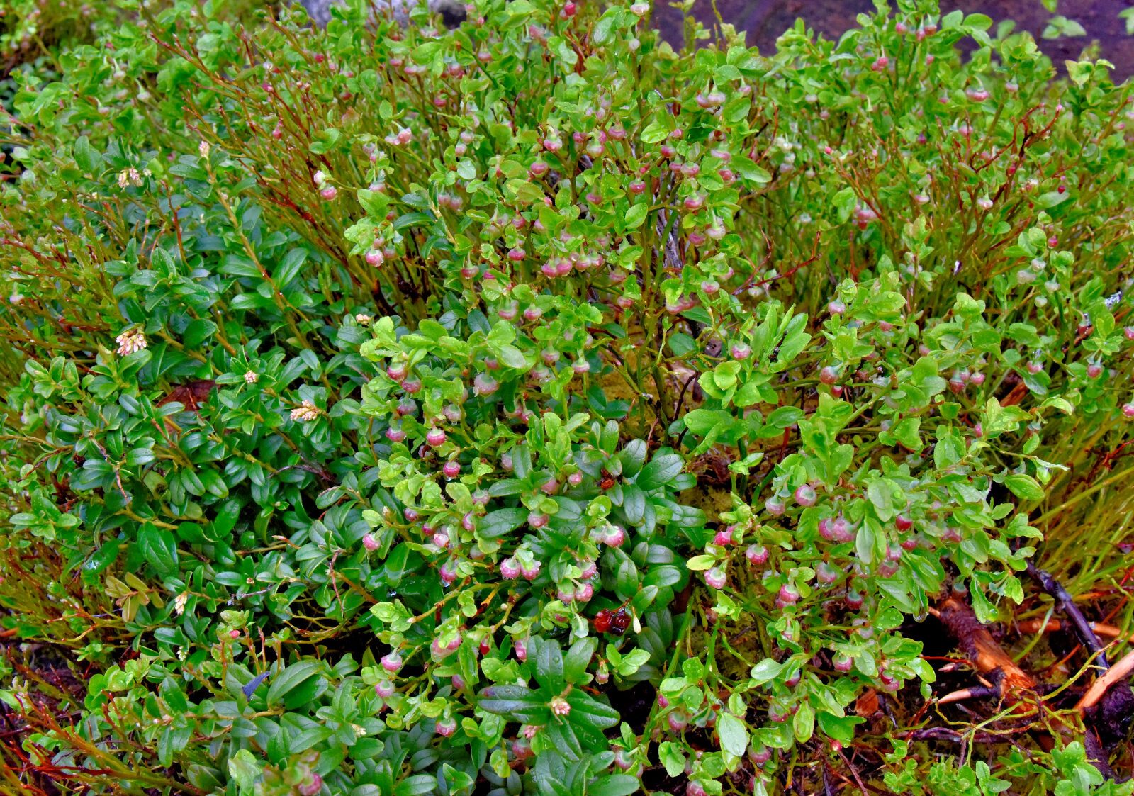 Valokuvaaja: Reijo Juurinen