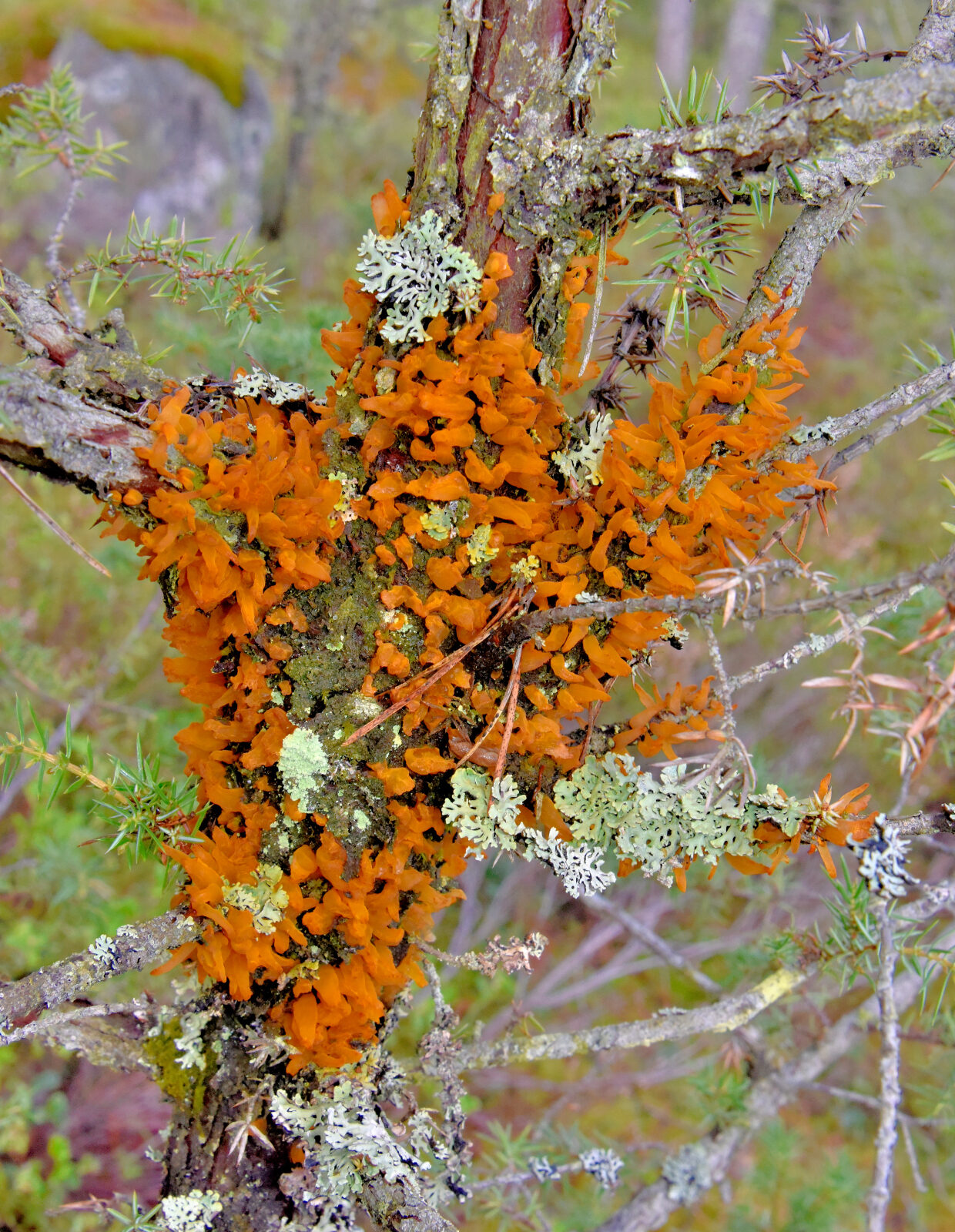 Valokuvaaja: Reijo Juurinen