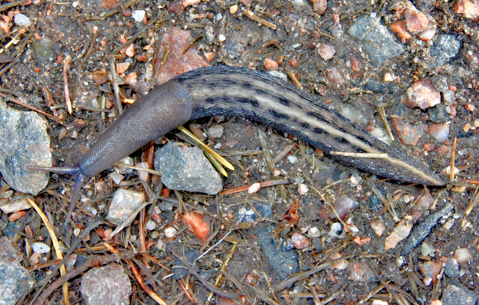 Valokuvaaja: Reijo Juurinen