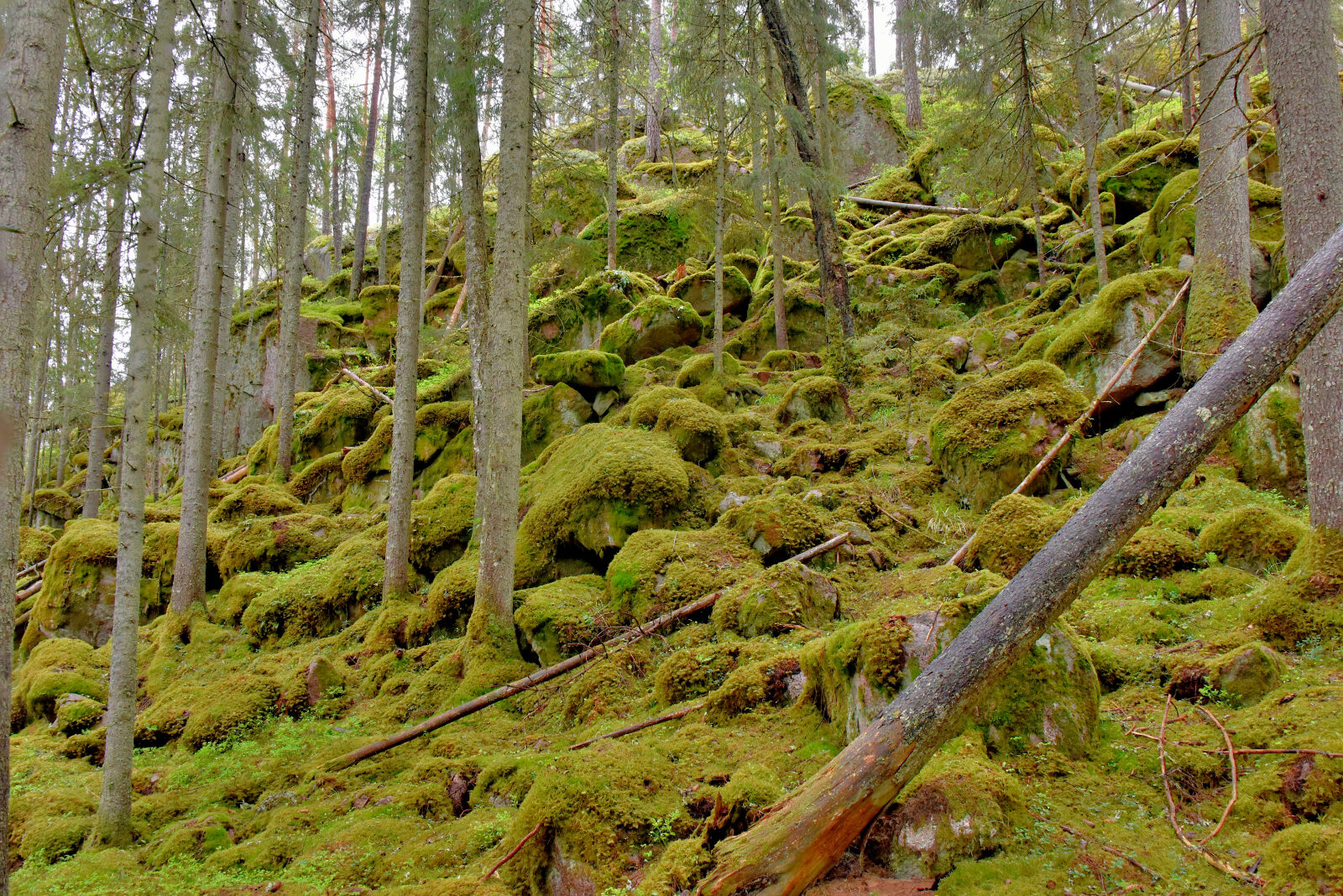 Valokuvaaja: Reijo Juurinen