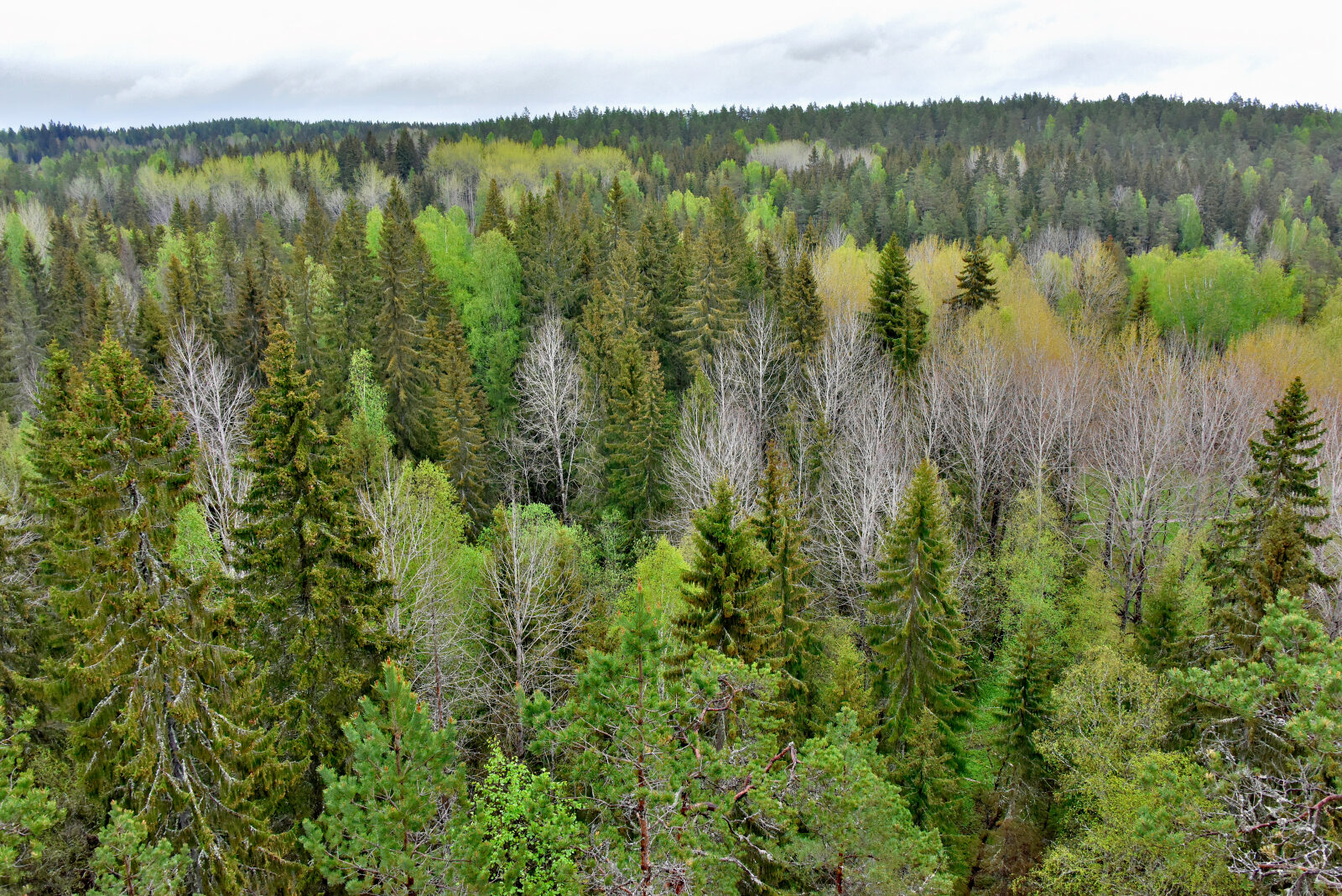 Valokuvaaja: Reijo Juurinen Valokuvaaja: Reijo Juurinen