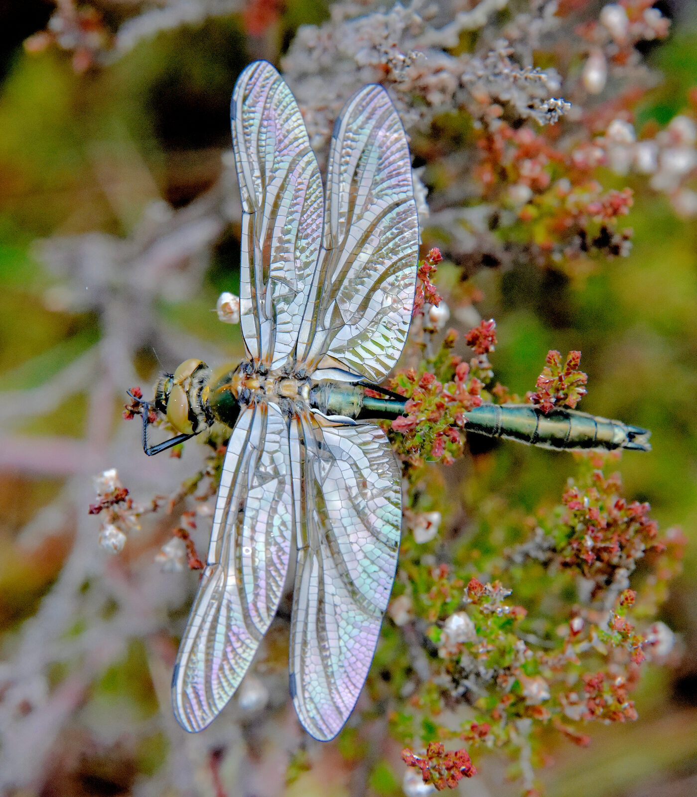 Valokuvaaja: Reijo Juurinen