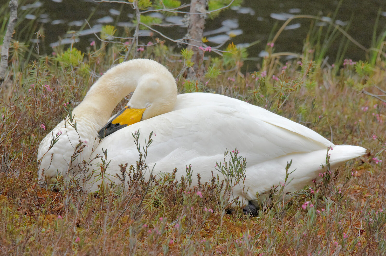 Valokuvaaja: Reijo Juurinen