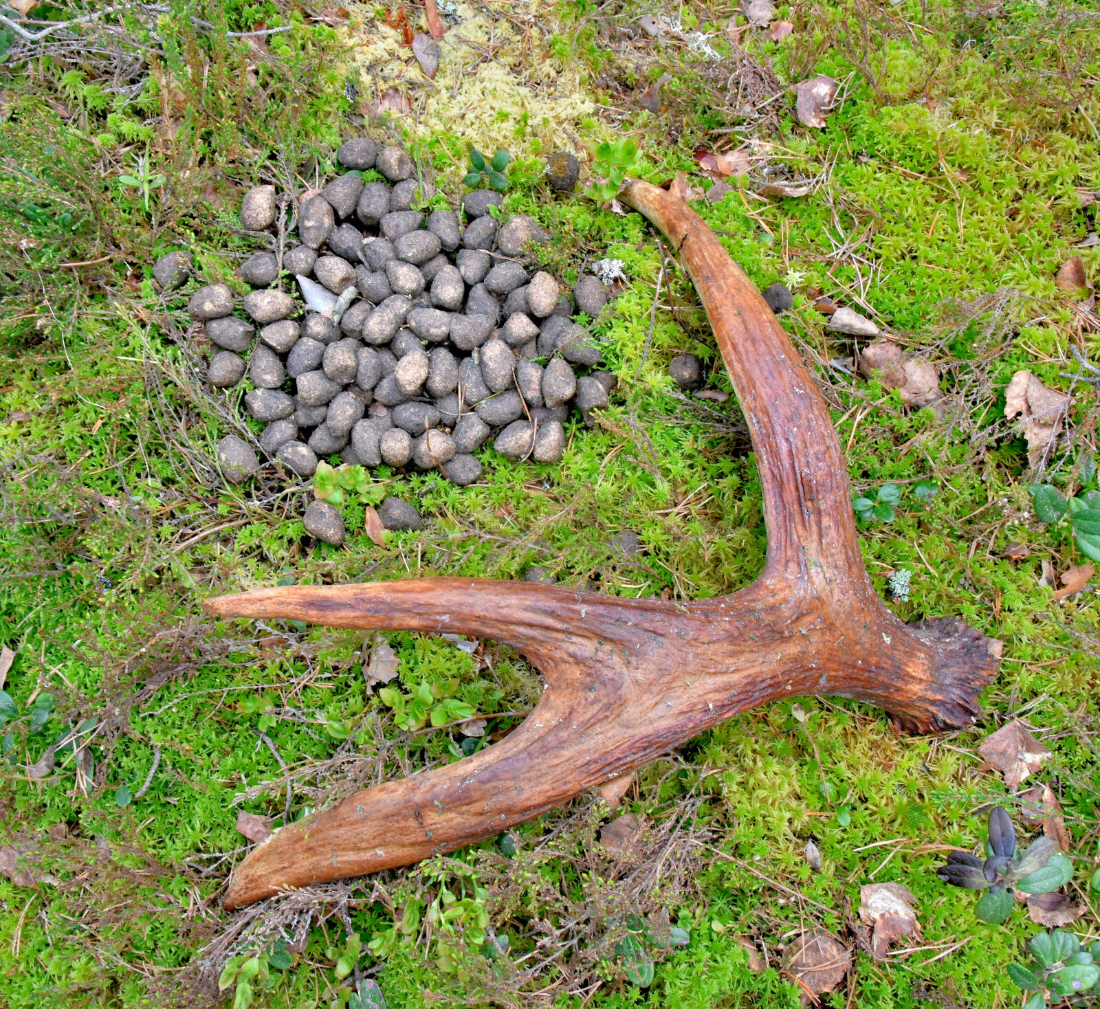 Valokuvaaja: Reijo Juurinen