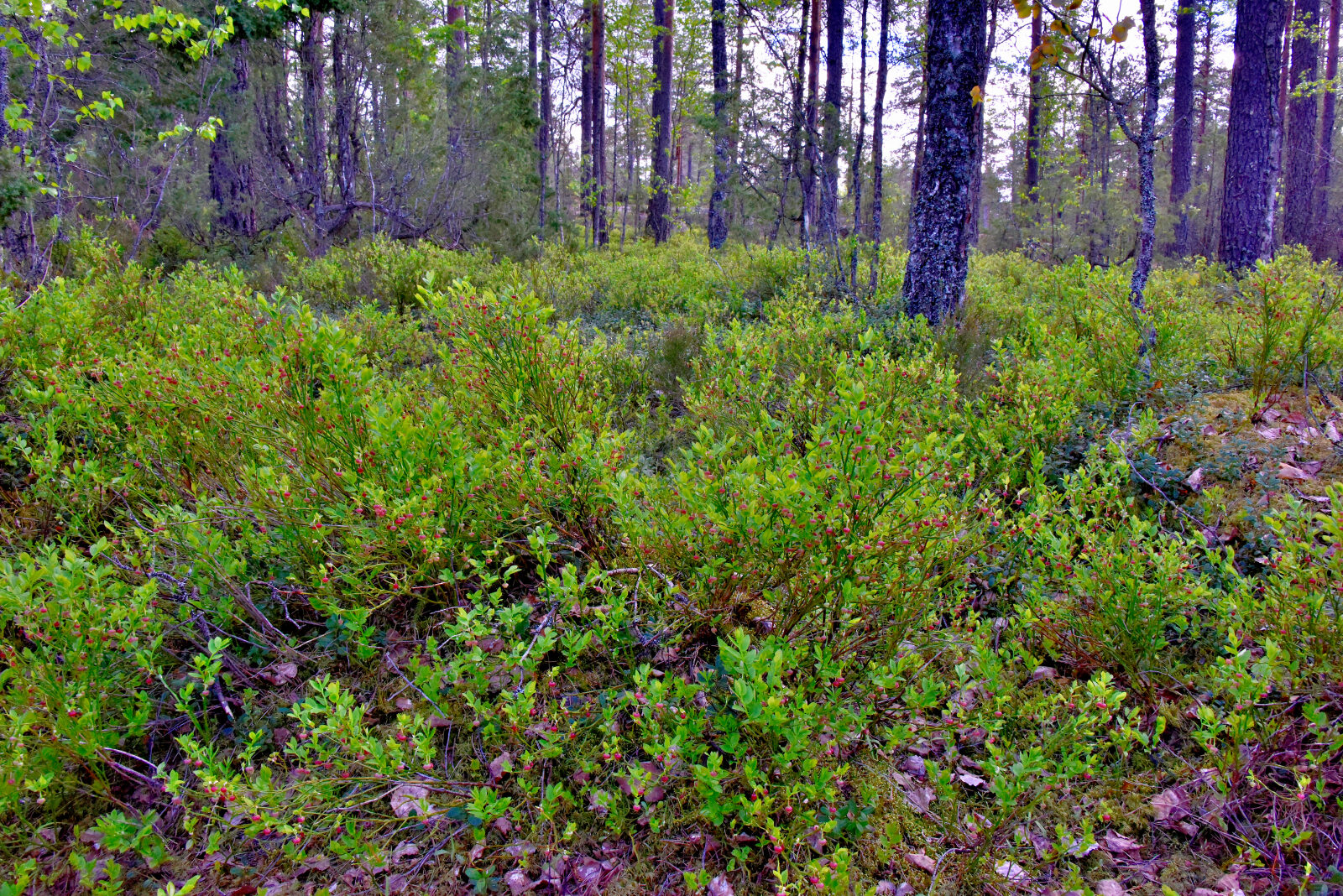 Valokuvaaja: Reijo Juurinen Valokuvaaja: Reijo Juurinen