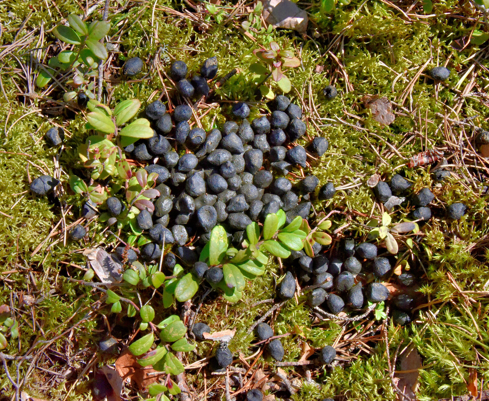 Valokuvaaja: Reijo Juurinen Valokuvaaja: Reijo Juurinen