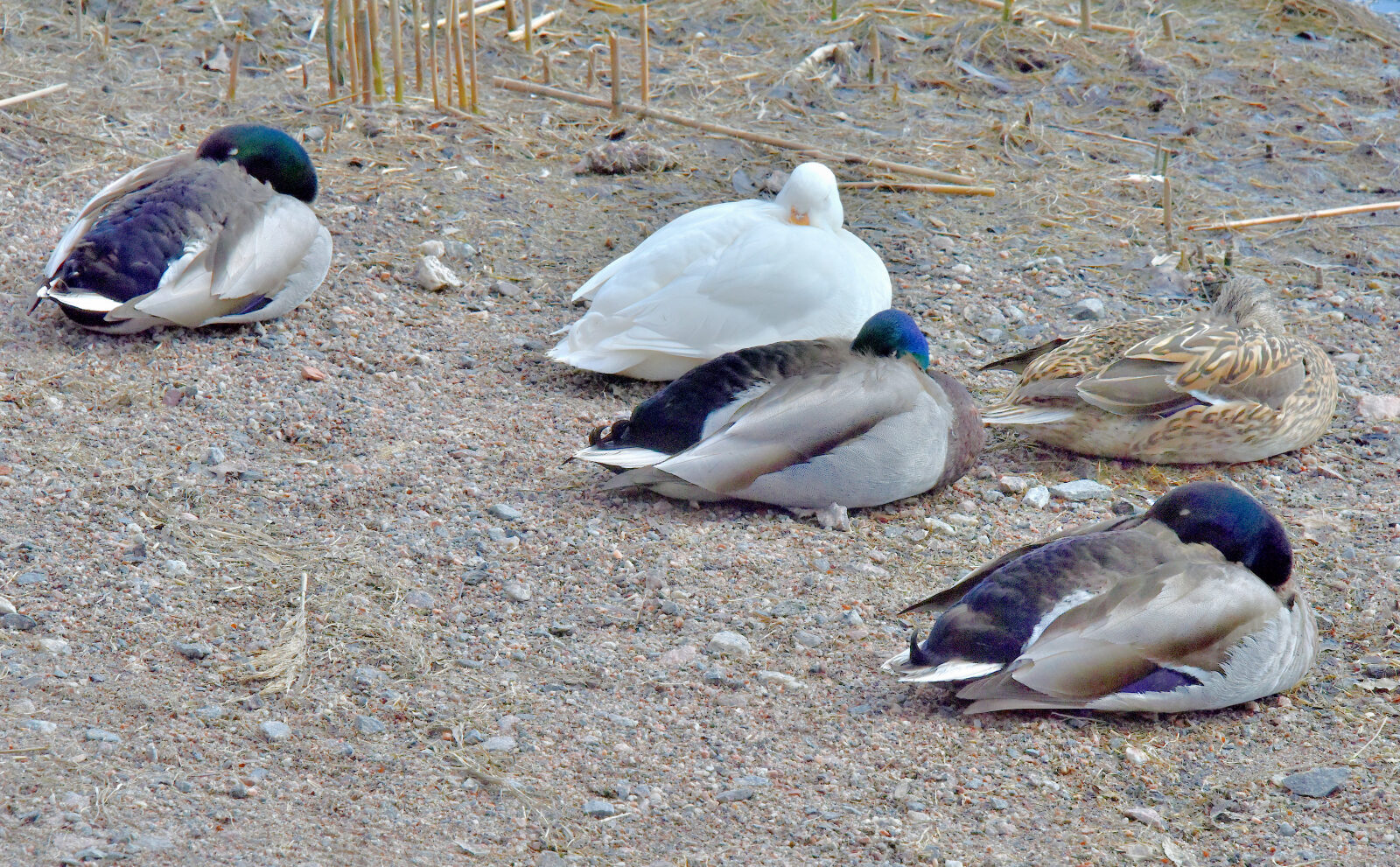Valokuvaaja: Reijo Juurinen Valokuvaaja: Reijo Juurinen