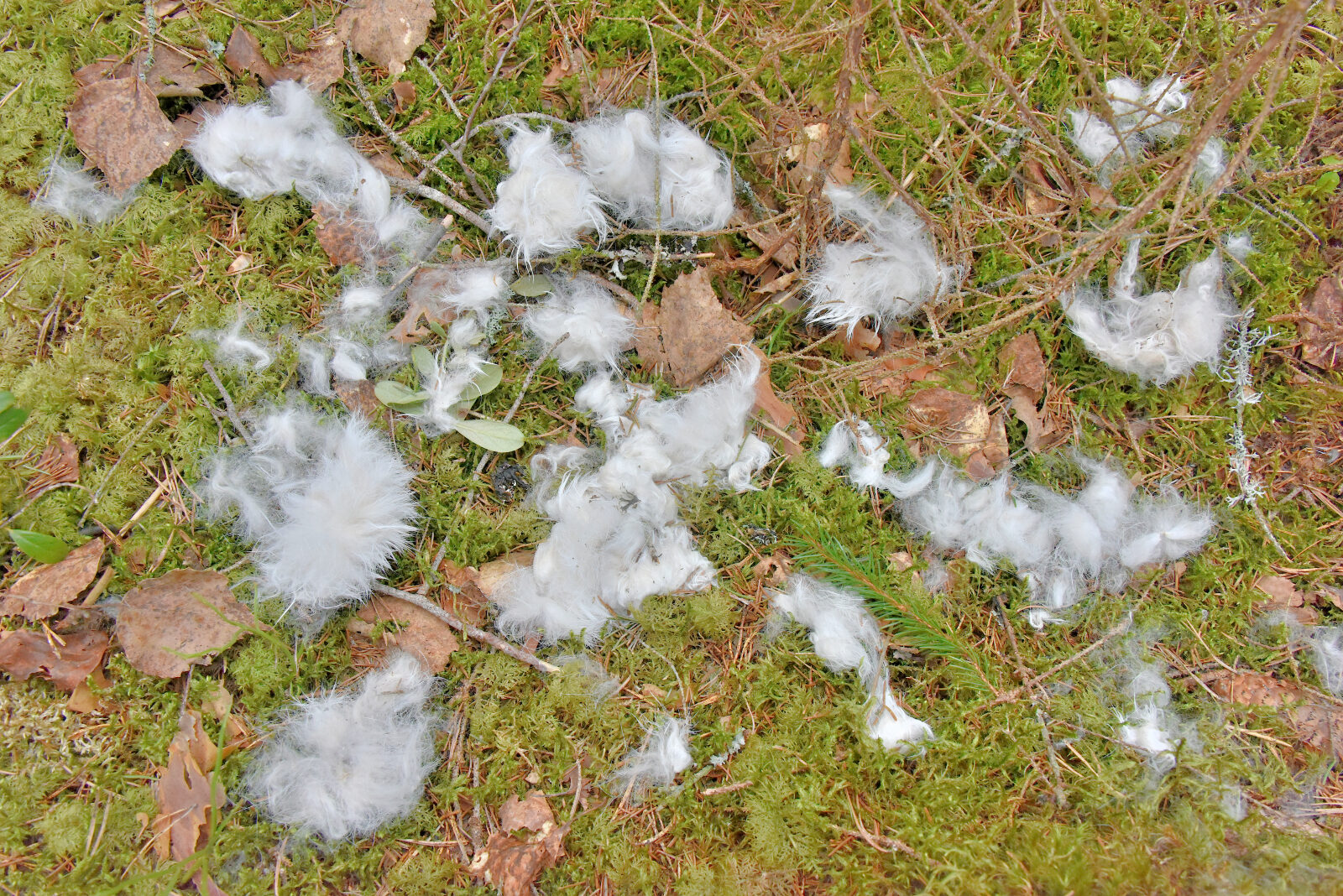 Valokuvaaja: Reijo Juurinen