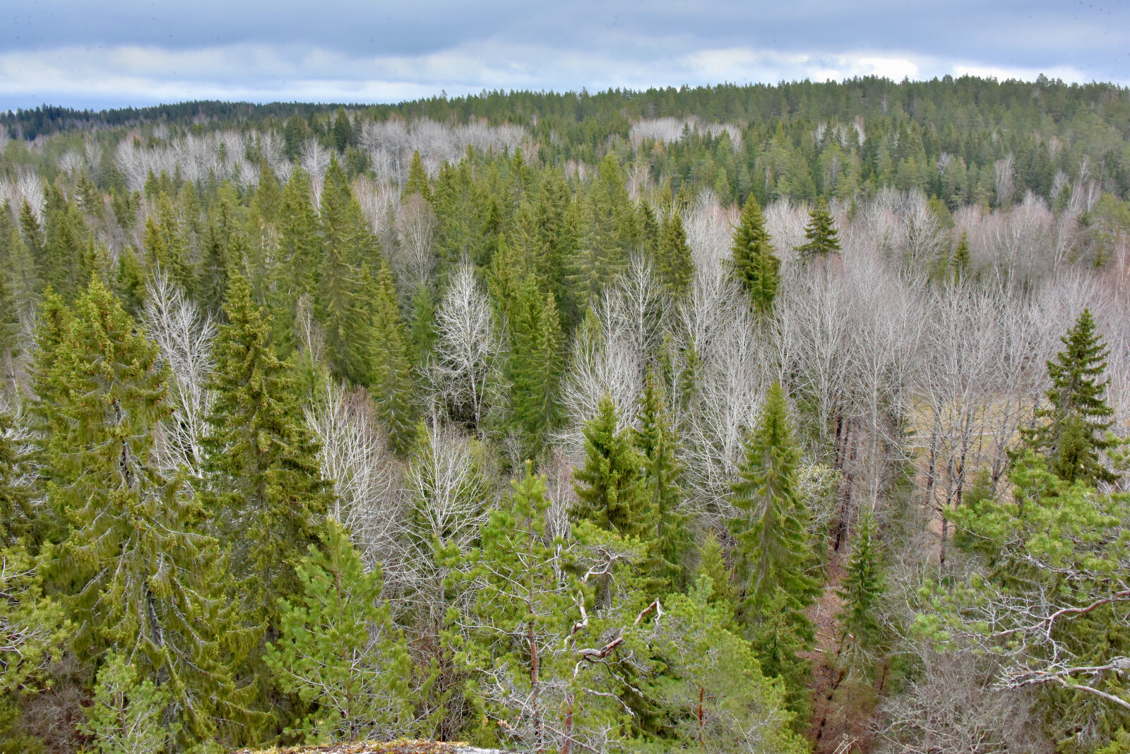Valokuvaaja: Reijo Juurinen Valokuvaaja: Reijo Juurinen