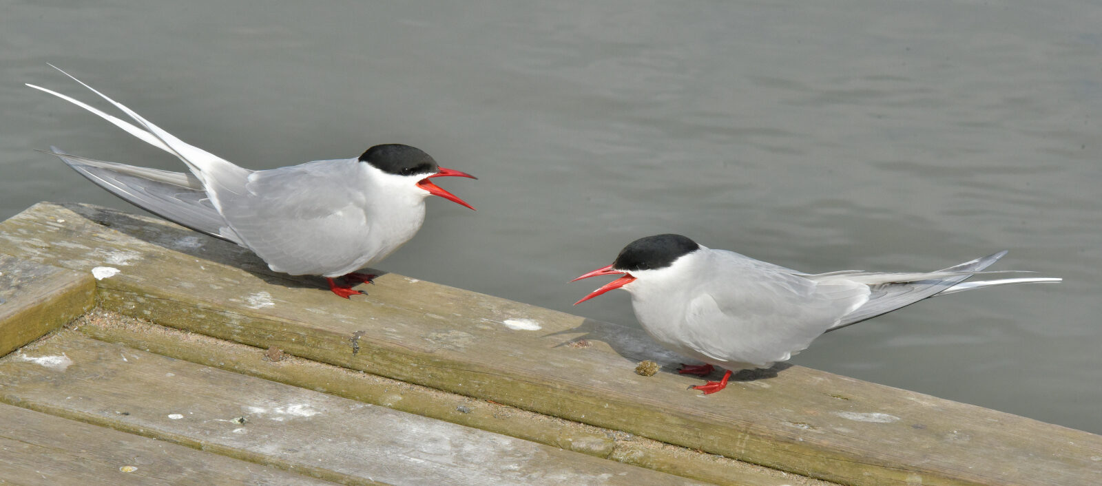 Valokuvaaja: Reijo Juurinen