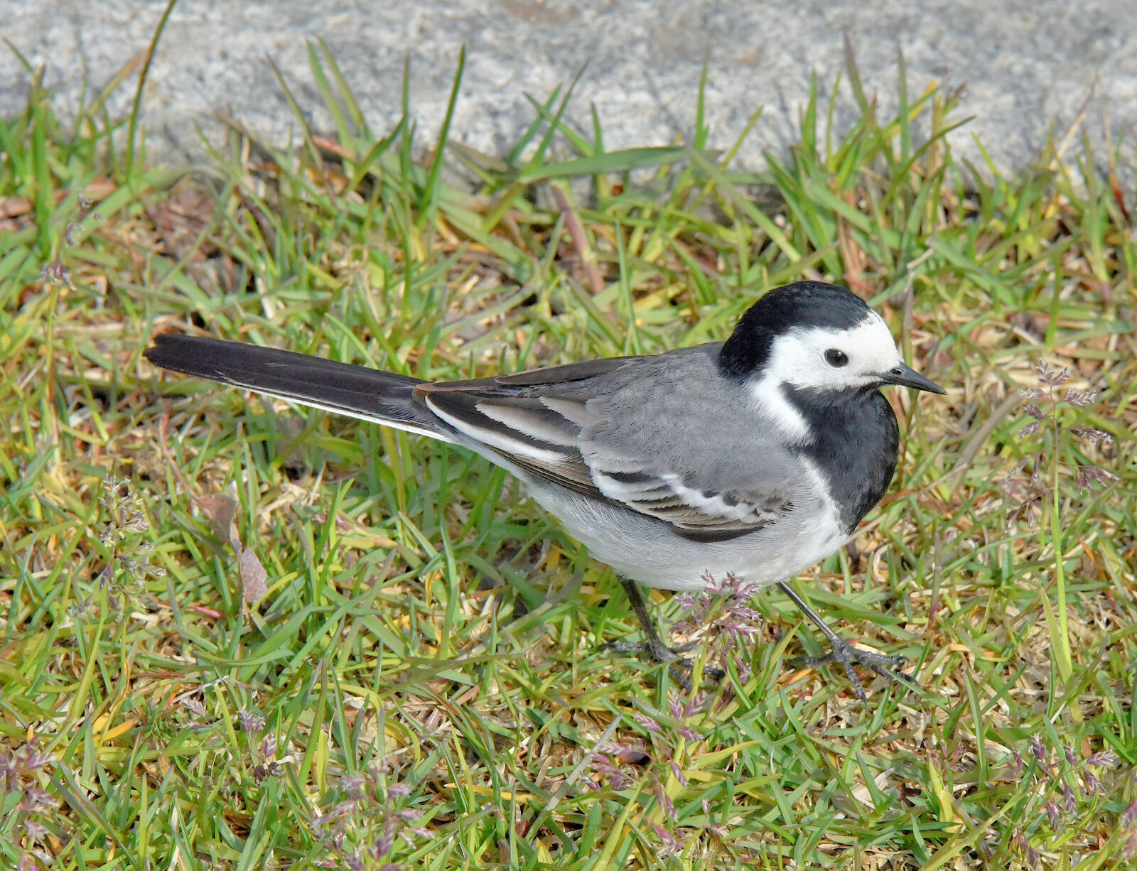 Valokuvaaja: Reijo Juurinen