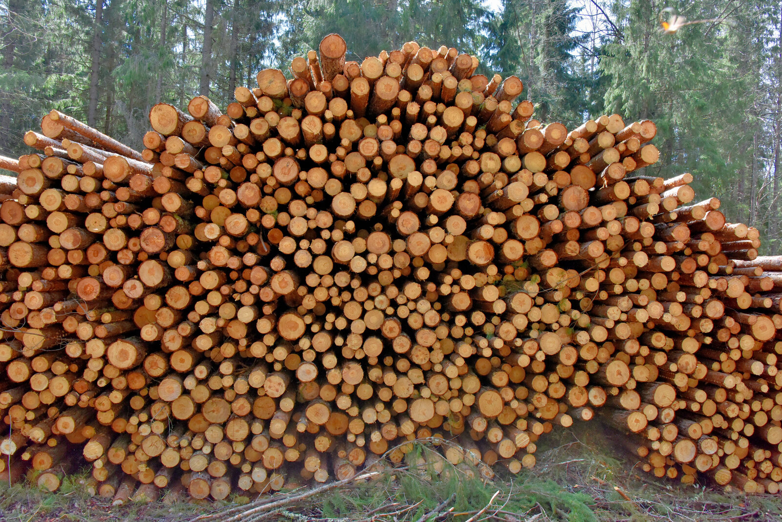 Valokuvaaja: Reijo Juurinen Valokuvaaja: Reijo Juurinen