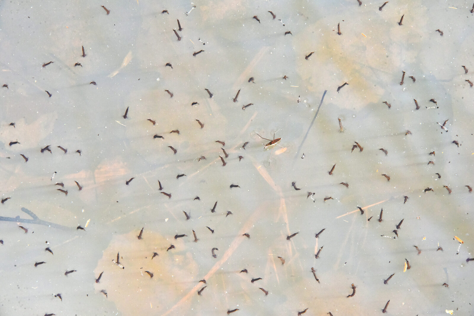 Valokuvaaja: Reijo Juurinen