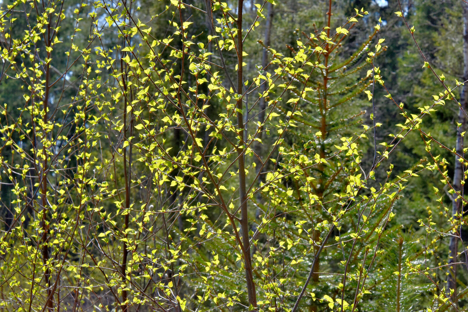 Valokuvaaja: Reijo Juurinen