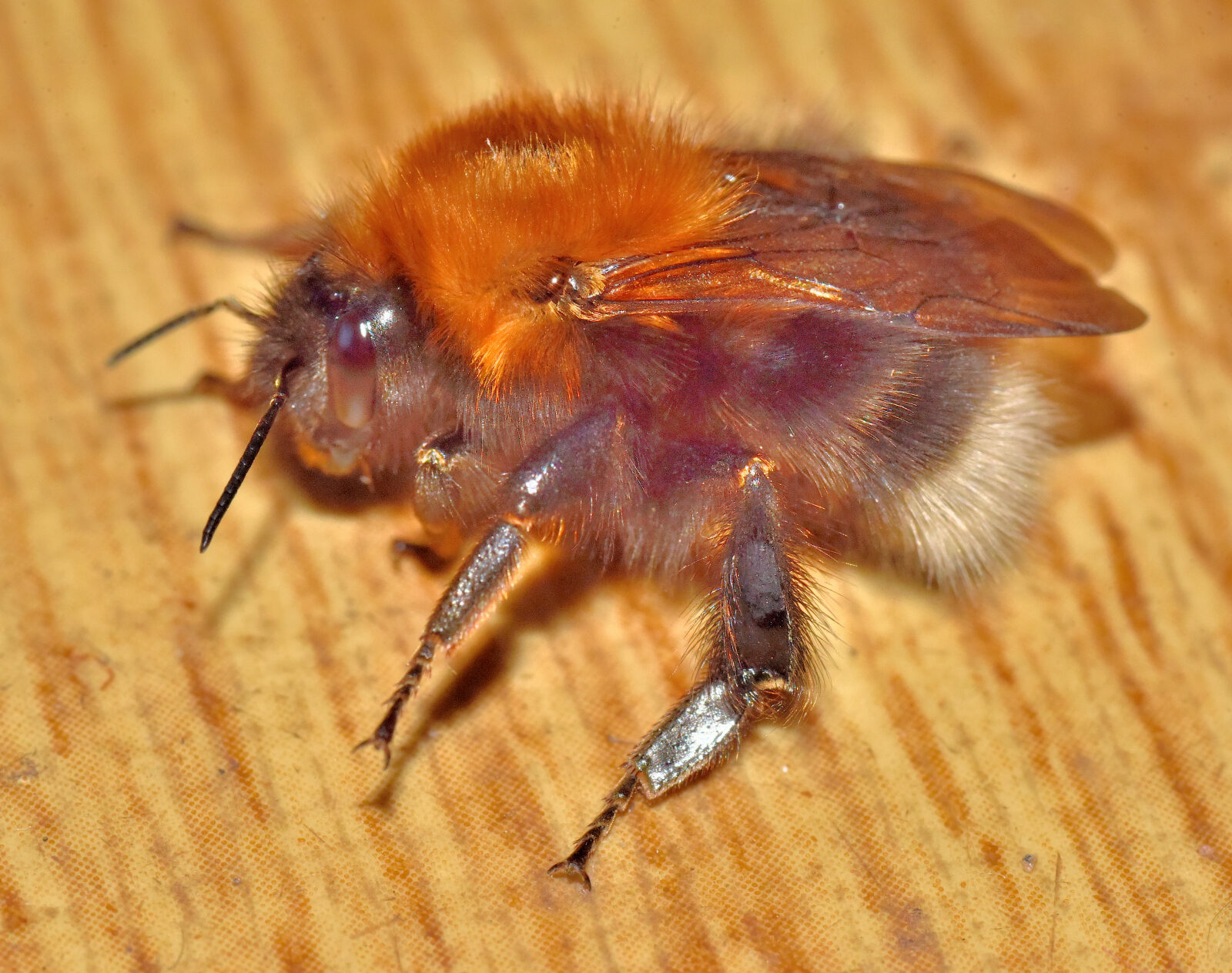 Valokuvaaja: Reijo Juurinen