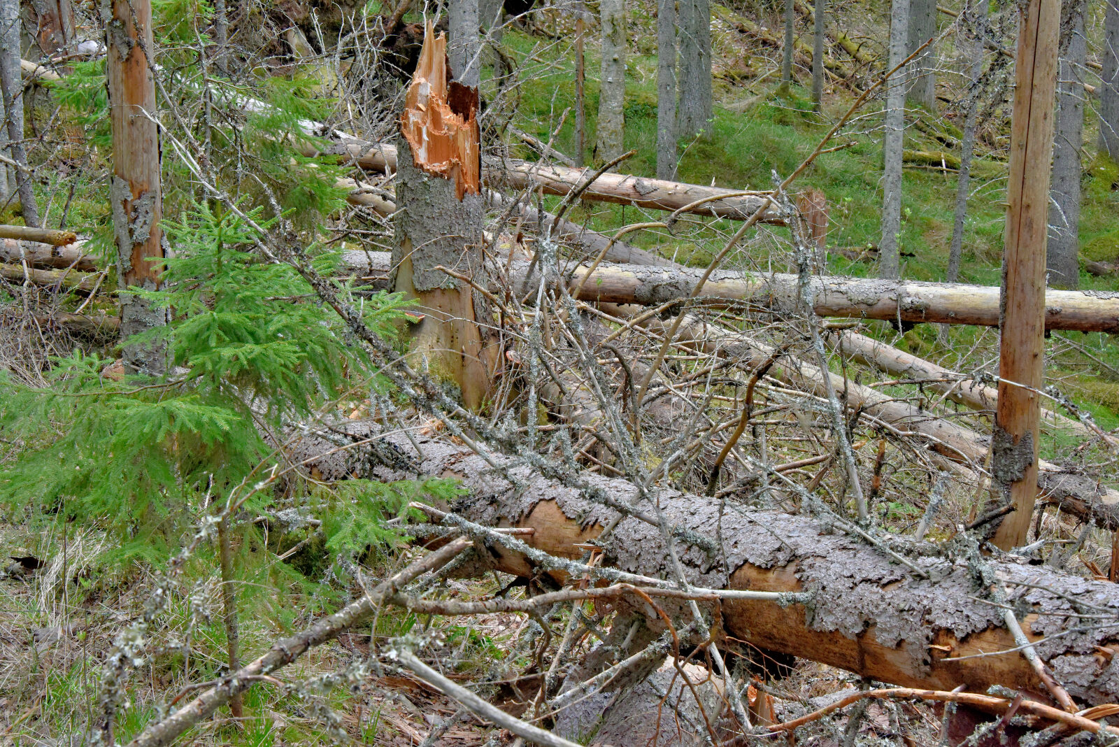 Valokuvaaja: Reijo Juurinen Valokuvaaja: Reijo Juurinen