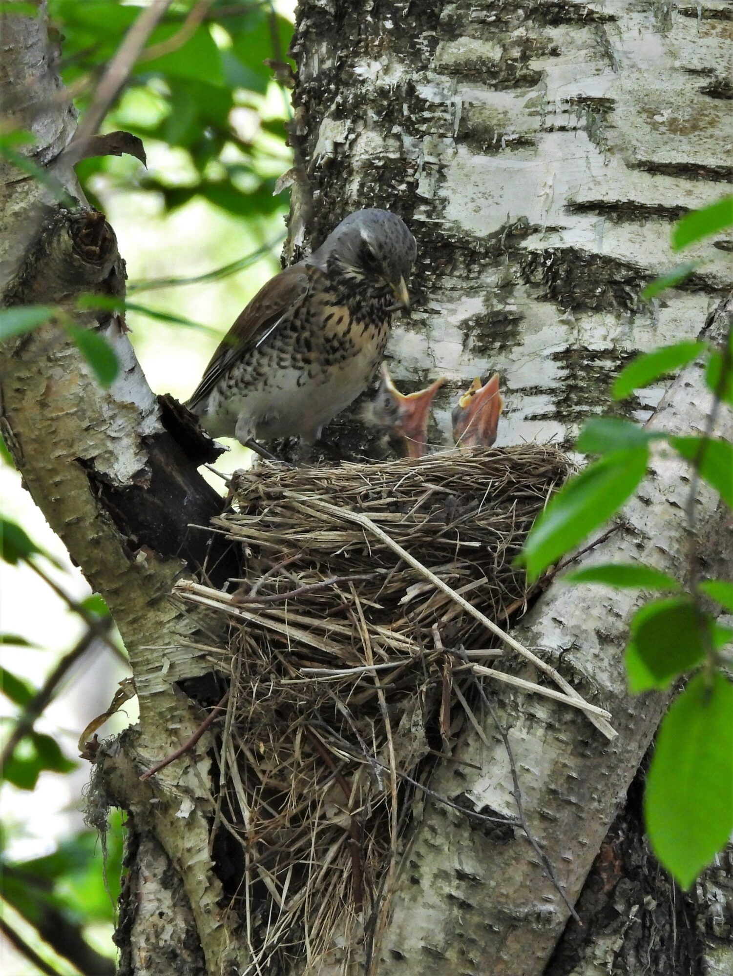 Valokuvaaja: Maarit Siitonen