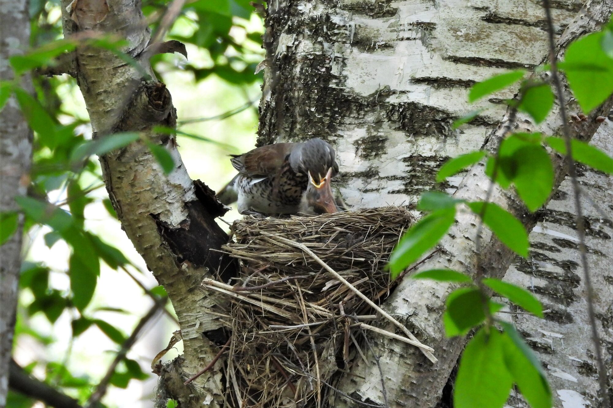 Valokuvaaja: Maarit Siitonen