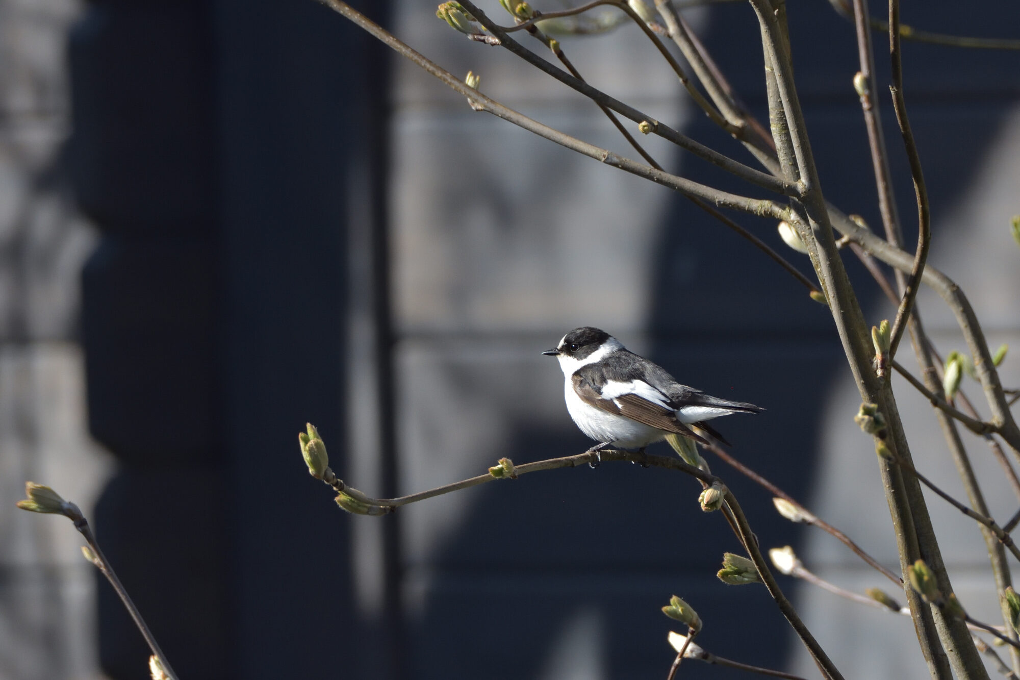 Valokuvaaja: Asko Heikkinen