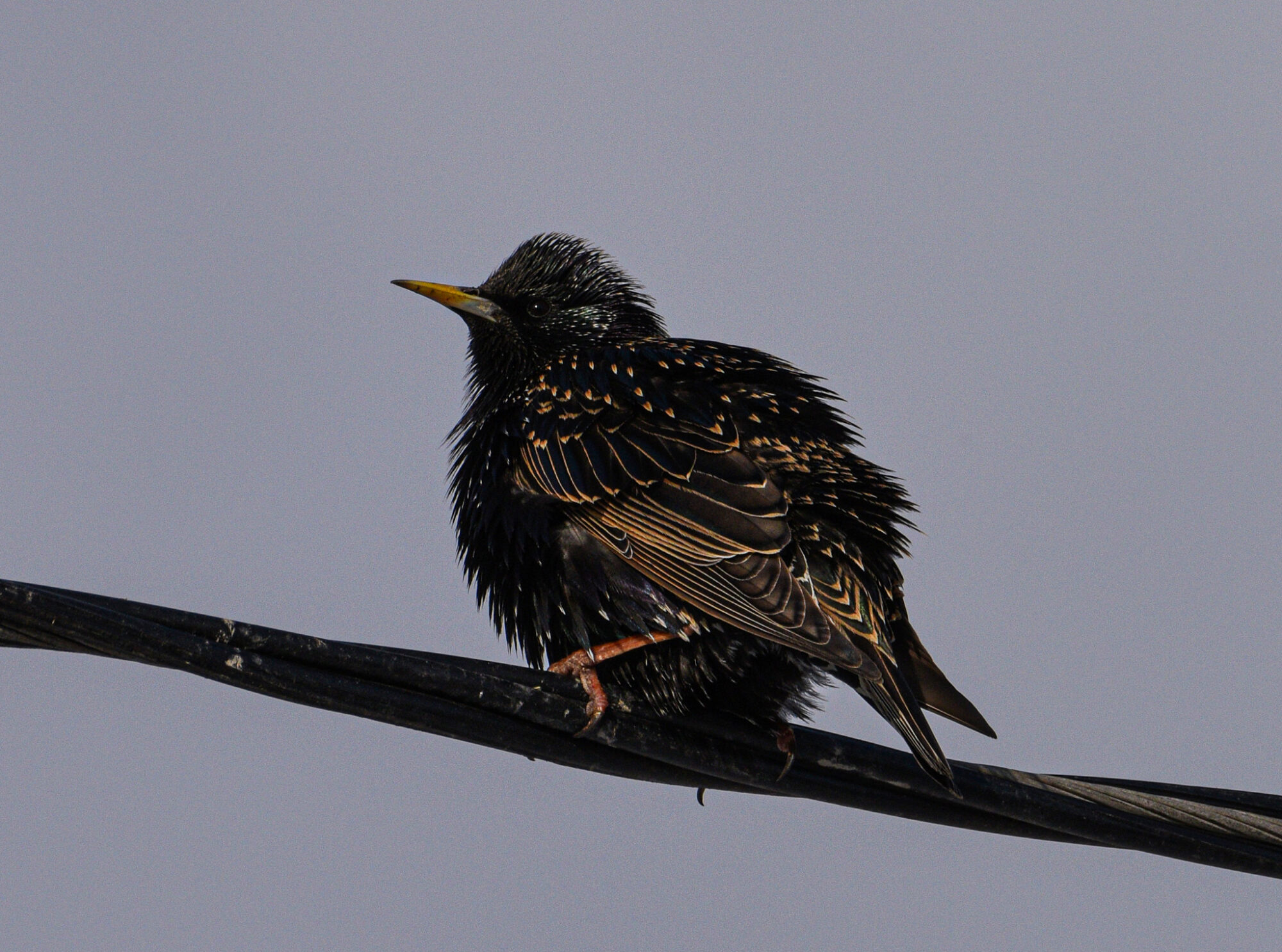 Valokuvaaja: Maija Savolainen