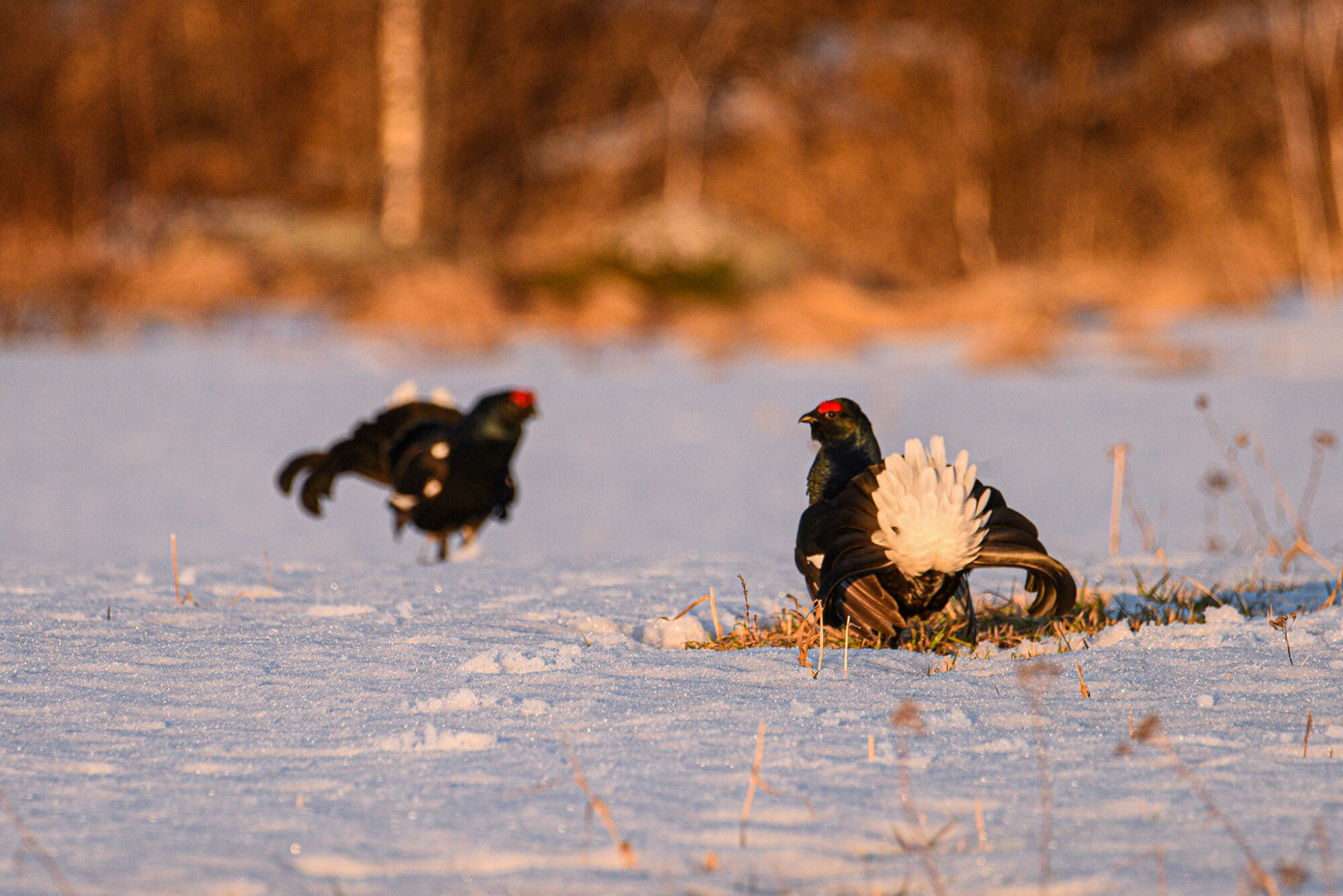 Valokuvaaja: Maija Savolainen