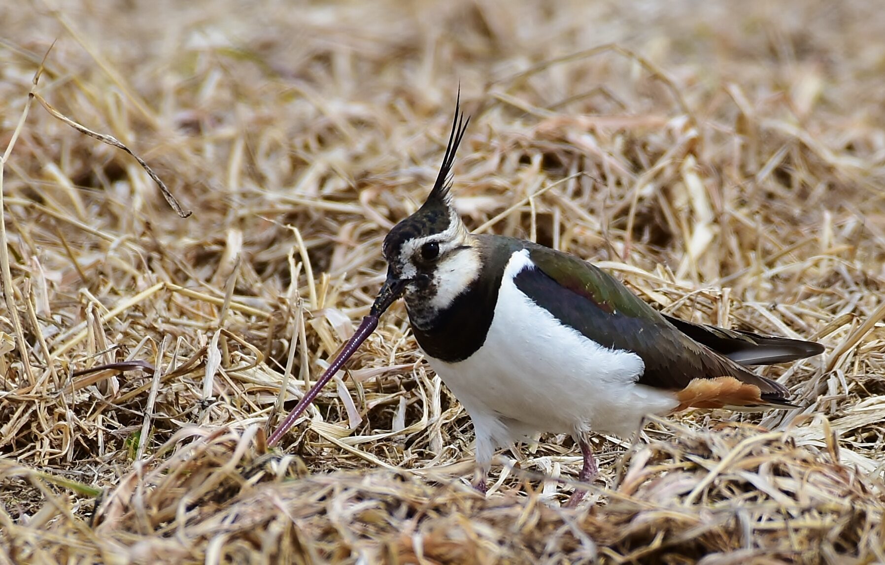 Valokuvaaja: Markku Pelkonen