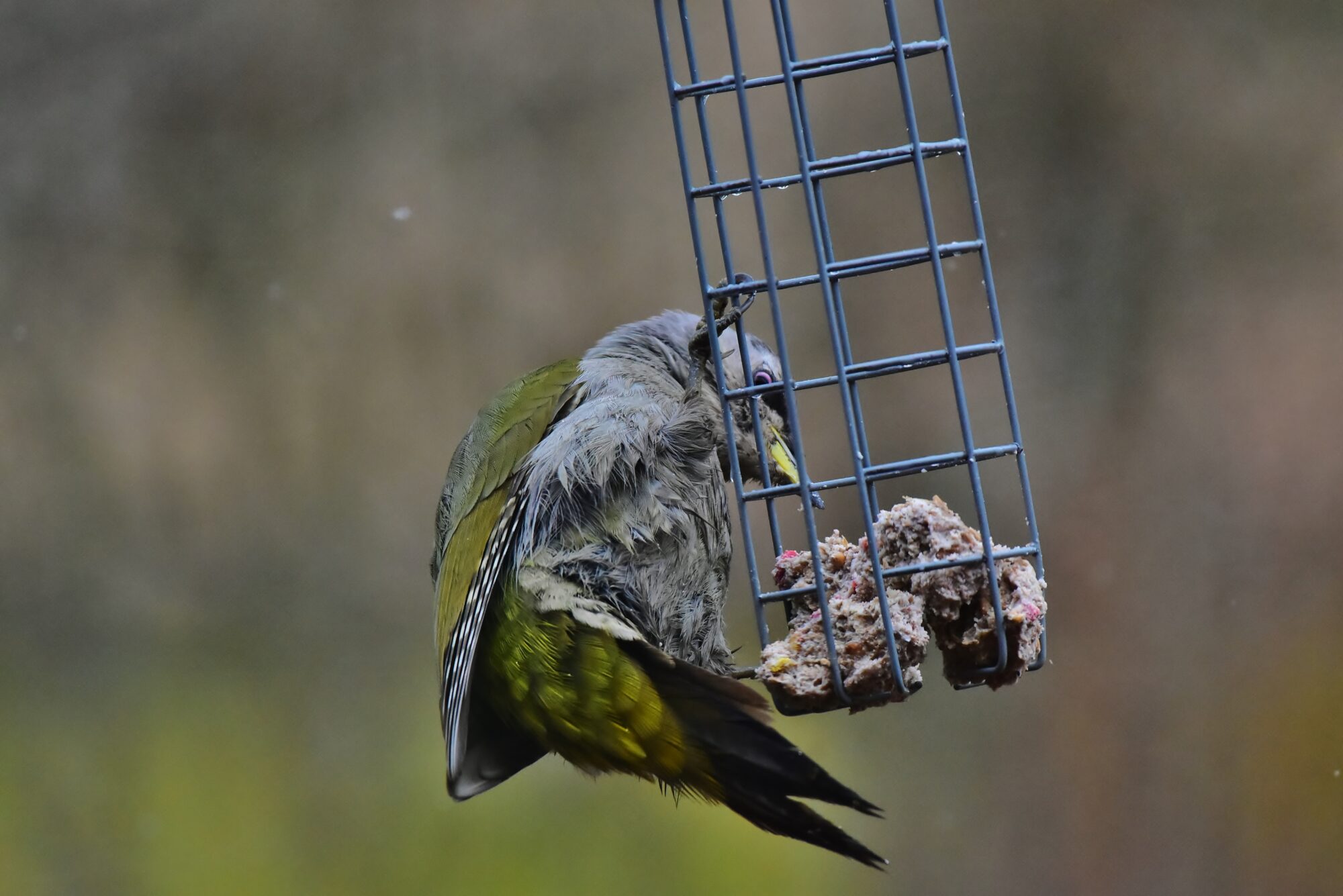 Valokuvaaja: Markku Pelkonen