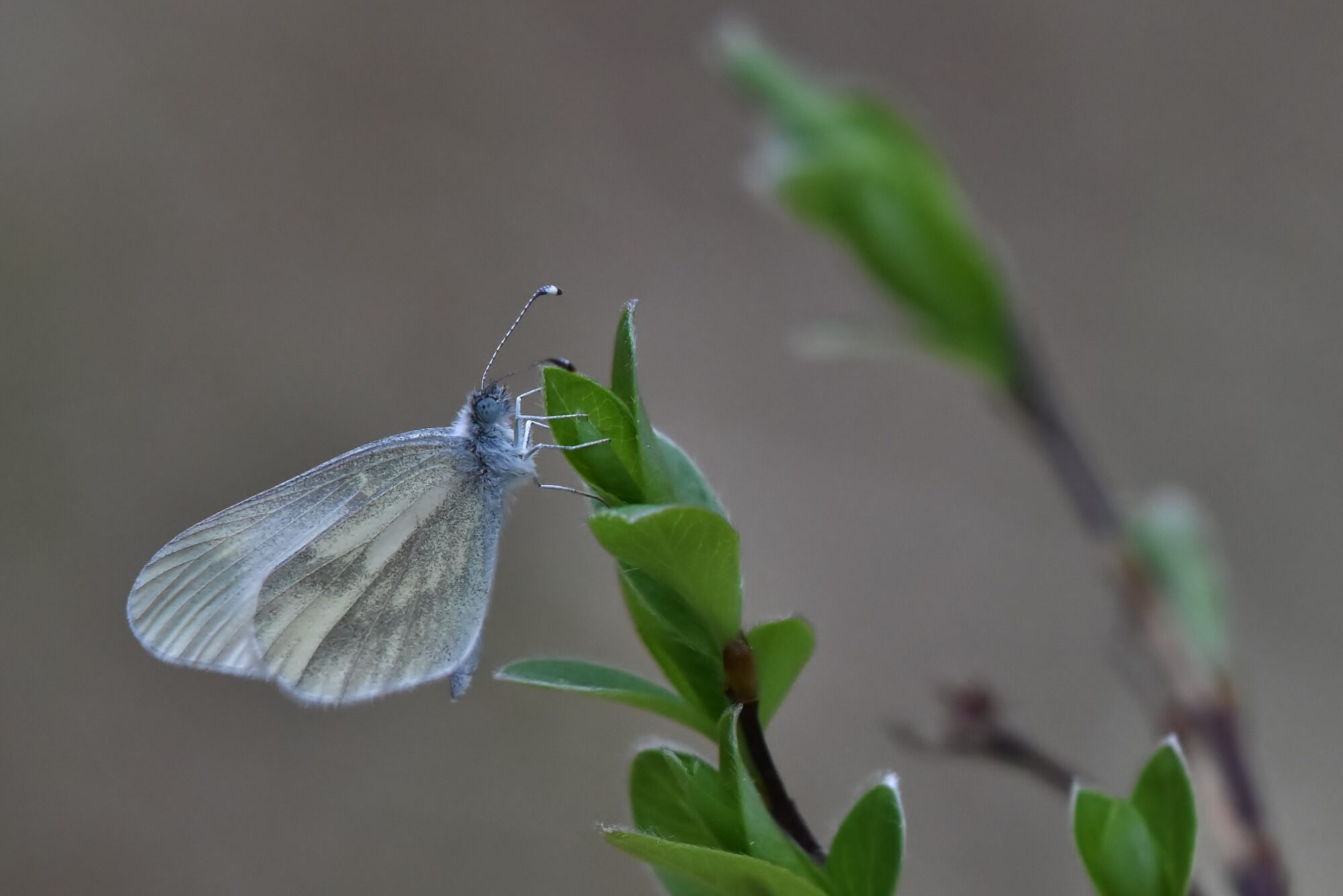 Valokuvaaja: Markku Pelkonen