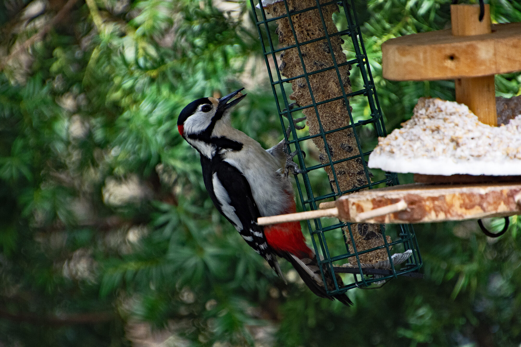 Valokuvaaja: Paavo Siukonen