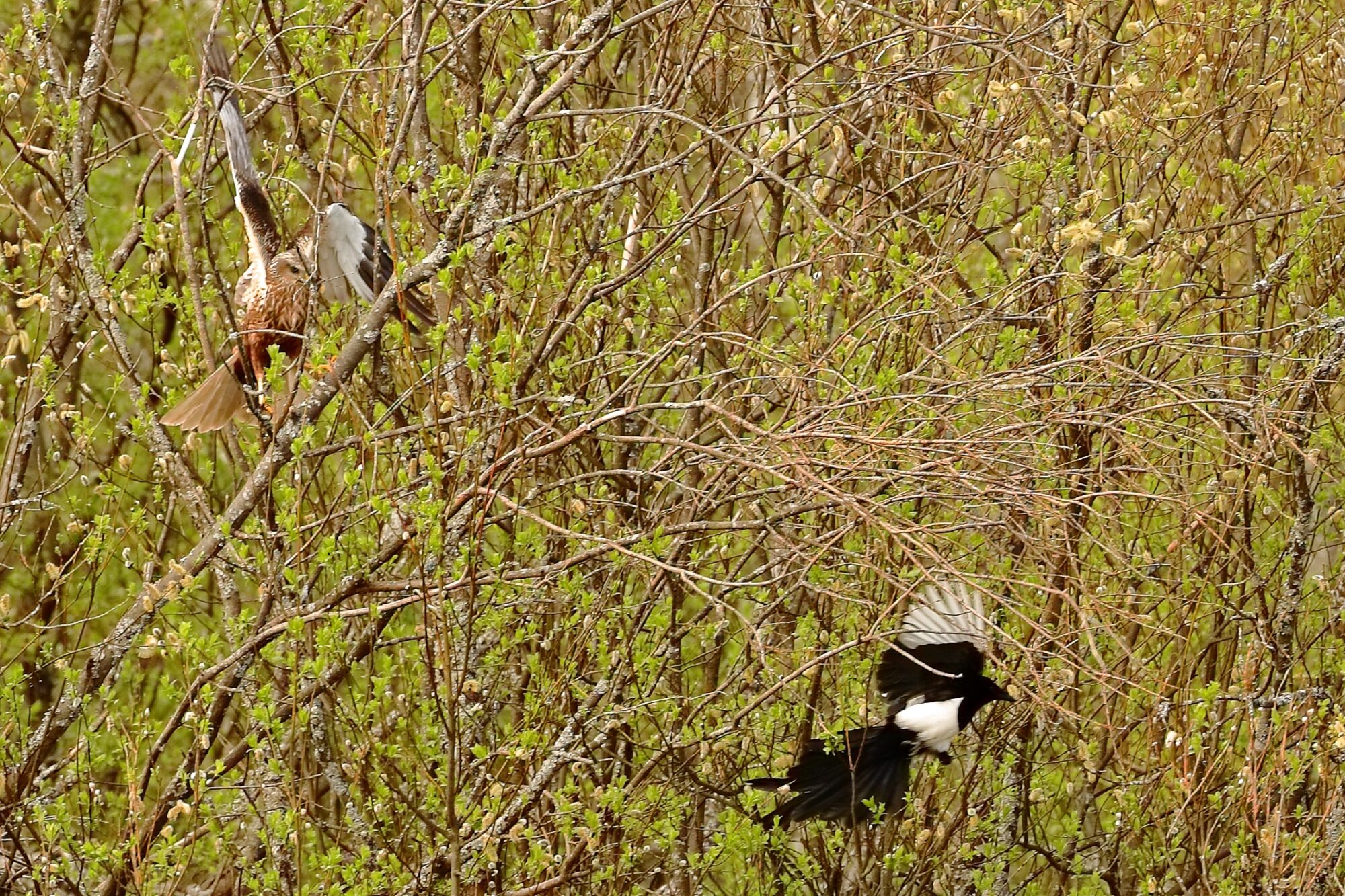 Valokuvaaja: Ari Branthin