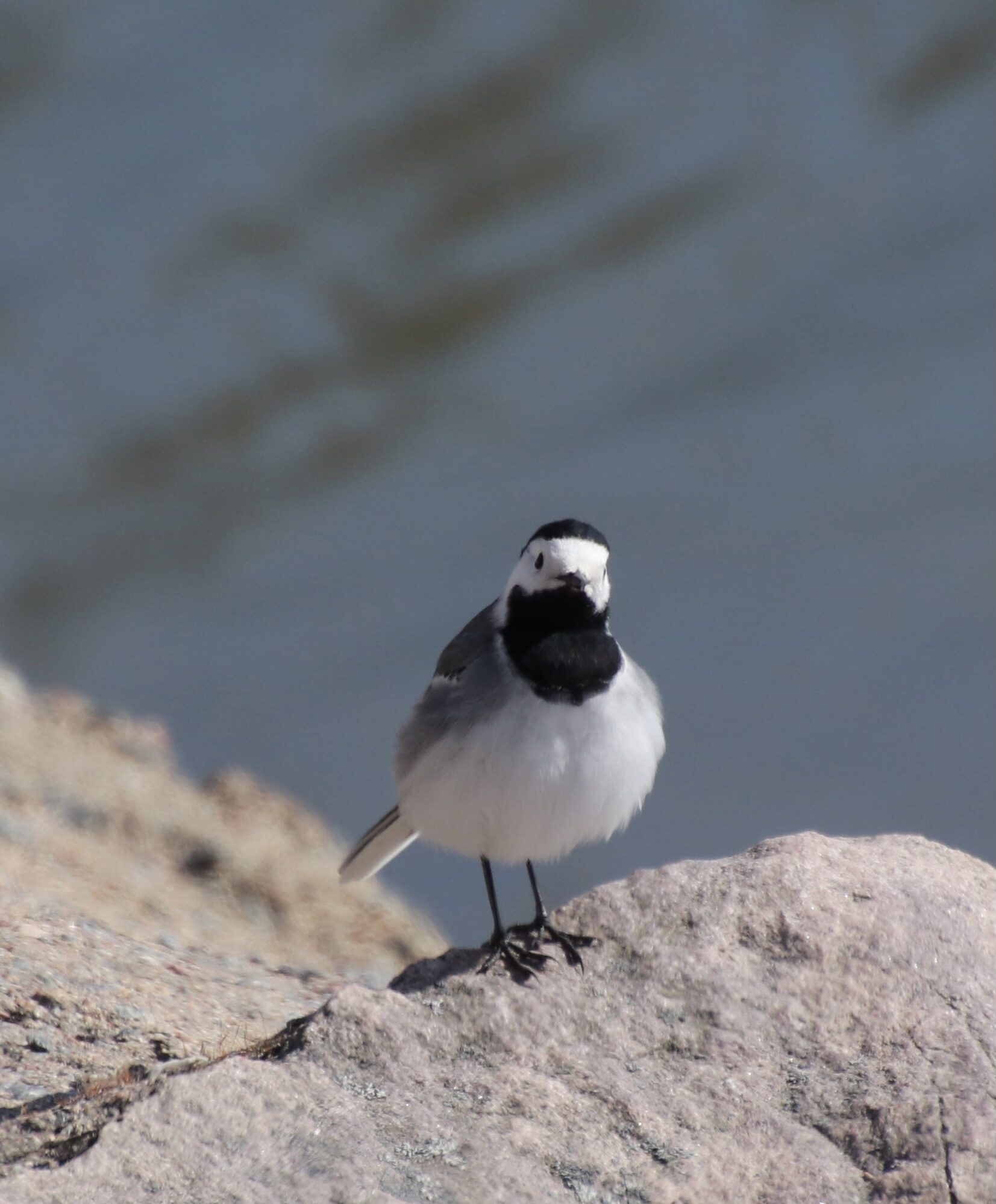 Valokuvaaja: Eveliina koivisto Valokuvaaja: Eveliina koivisto