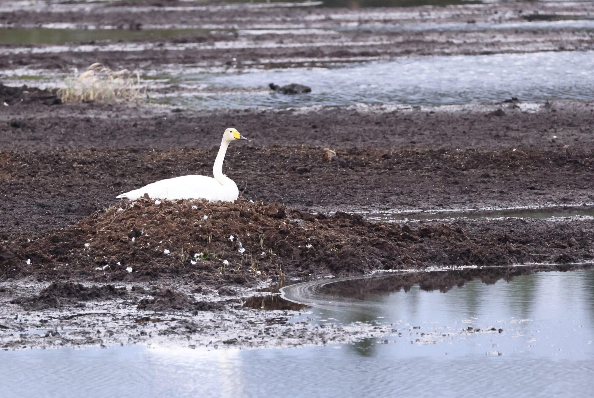 Valokuvaaja: Kari Rossinen