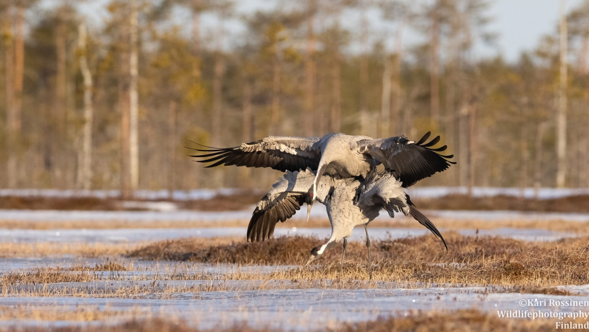 Valokuvaaja: Kari Rossinen Valokuvaaja: Kari Rossinen