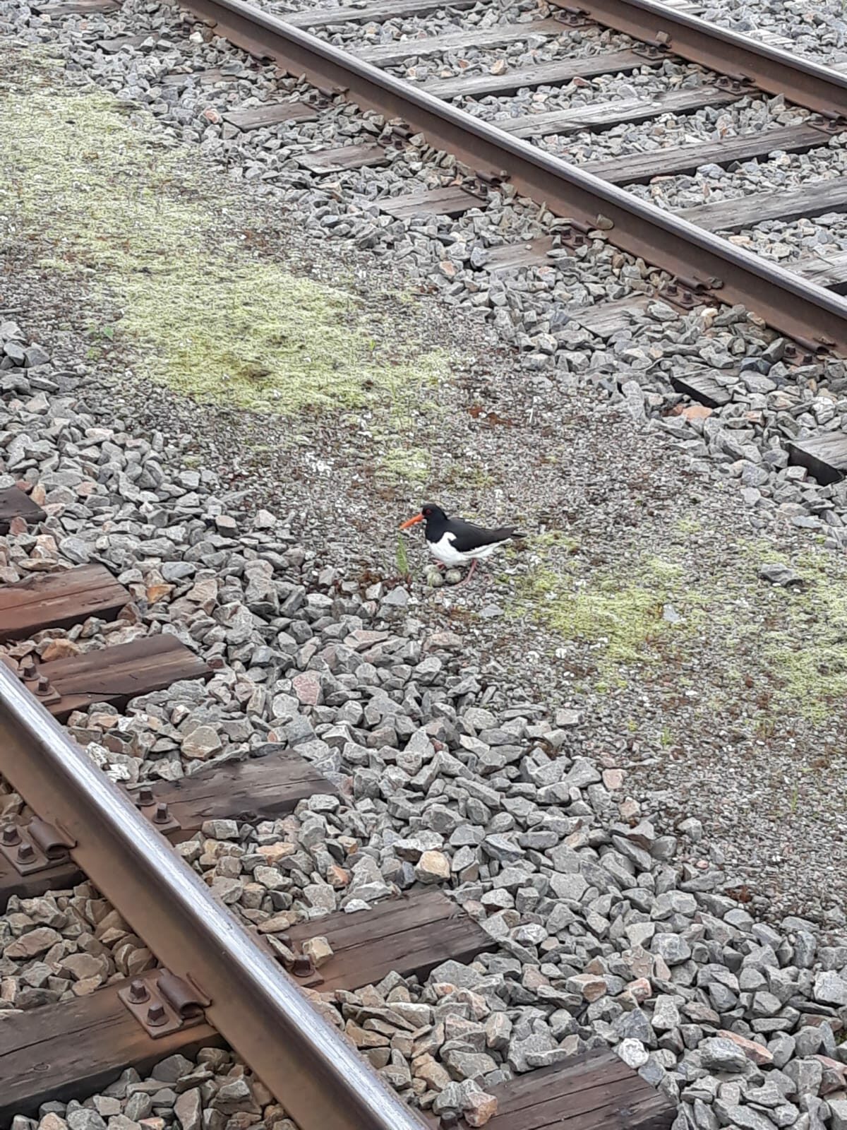 Valokuvaaja: Sari liimatainen