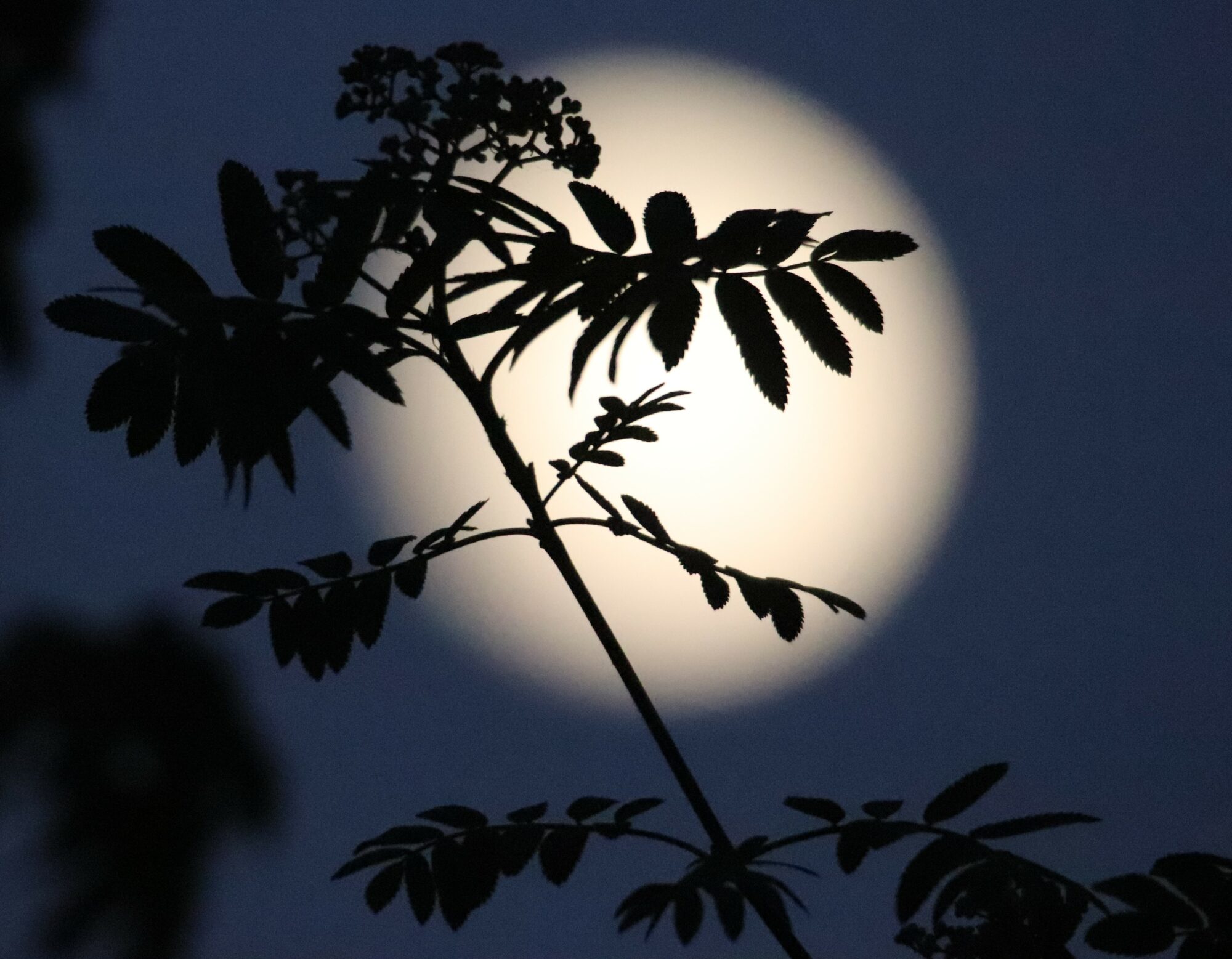 Valokuvaaja: Irja Lehtinen