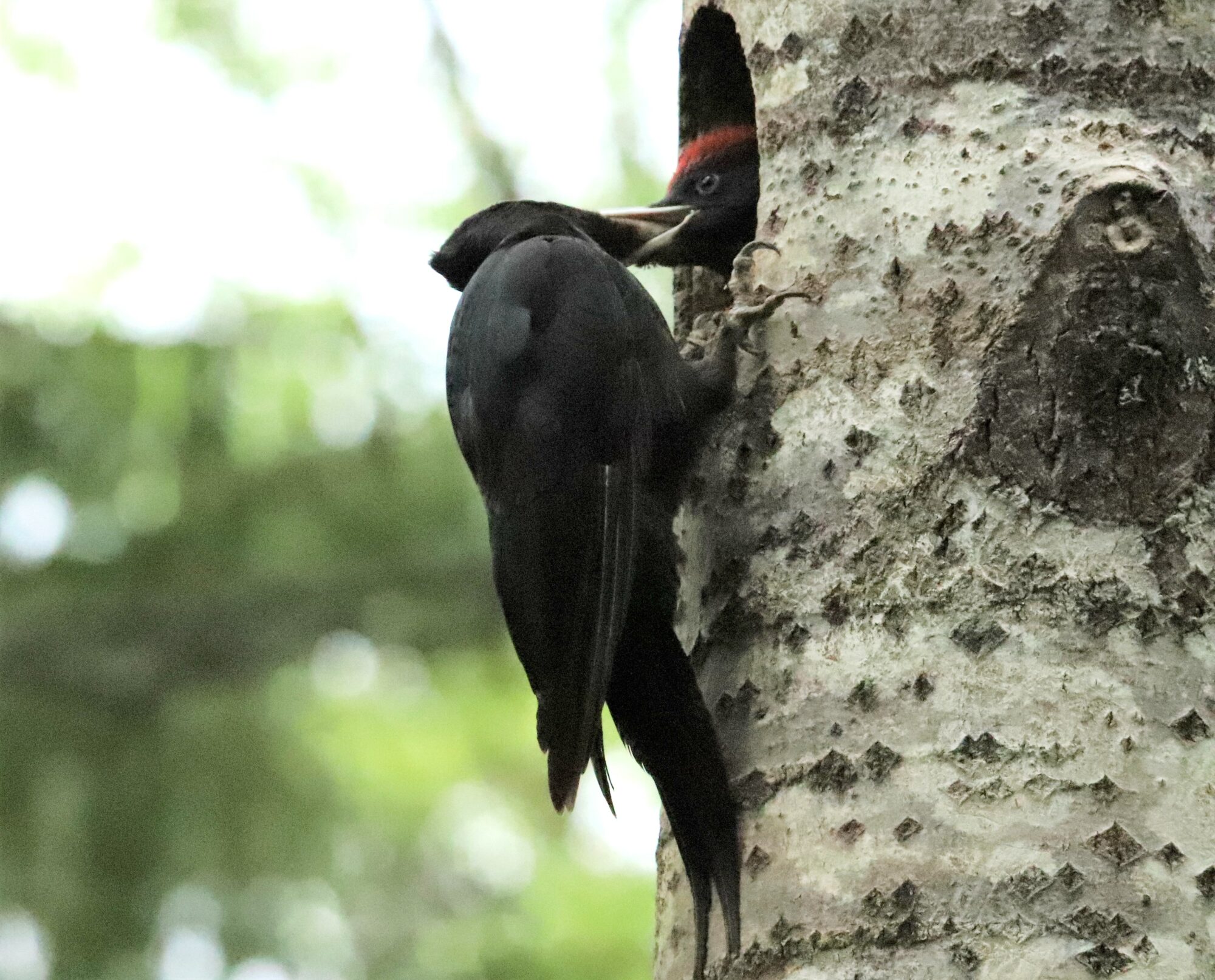 Valokuvaaja: Irja Lehtinen