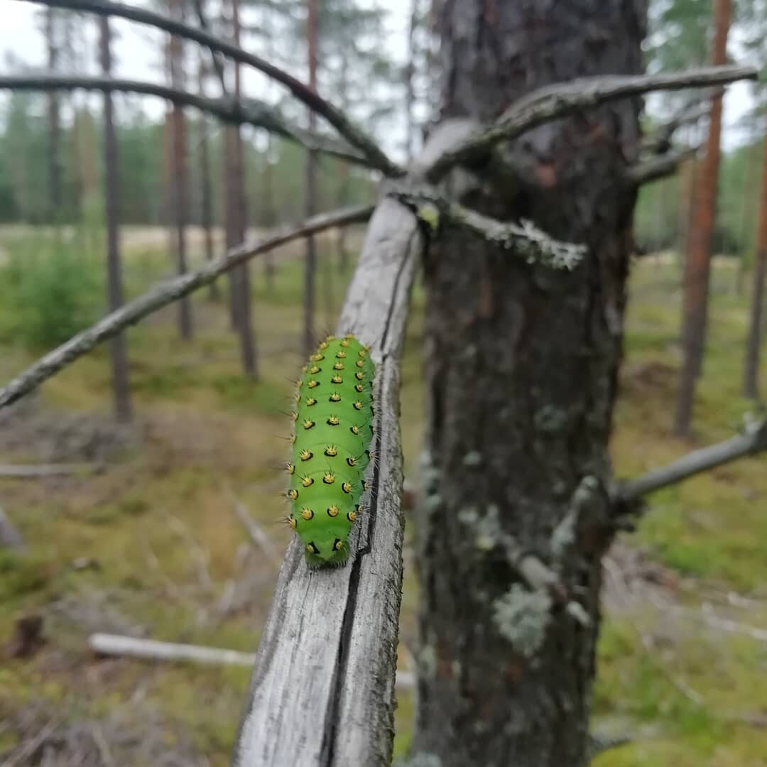 Valokuvaaja: Antton Karhu