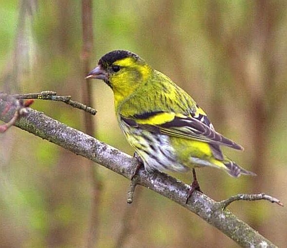 Valokuvaaja: Tapio Keinonen