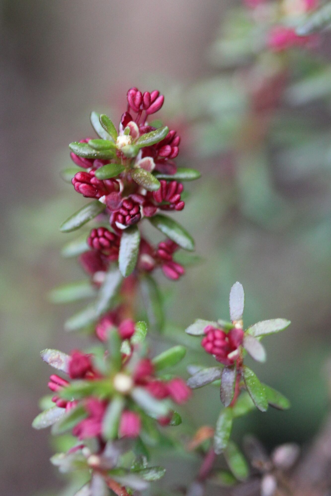 Valokuvaaja: Maarit Pihkakoski