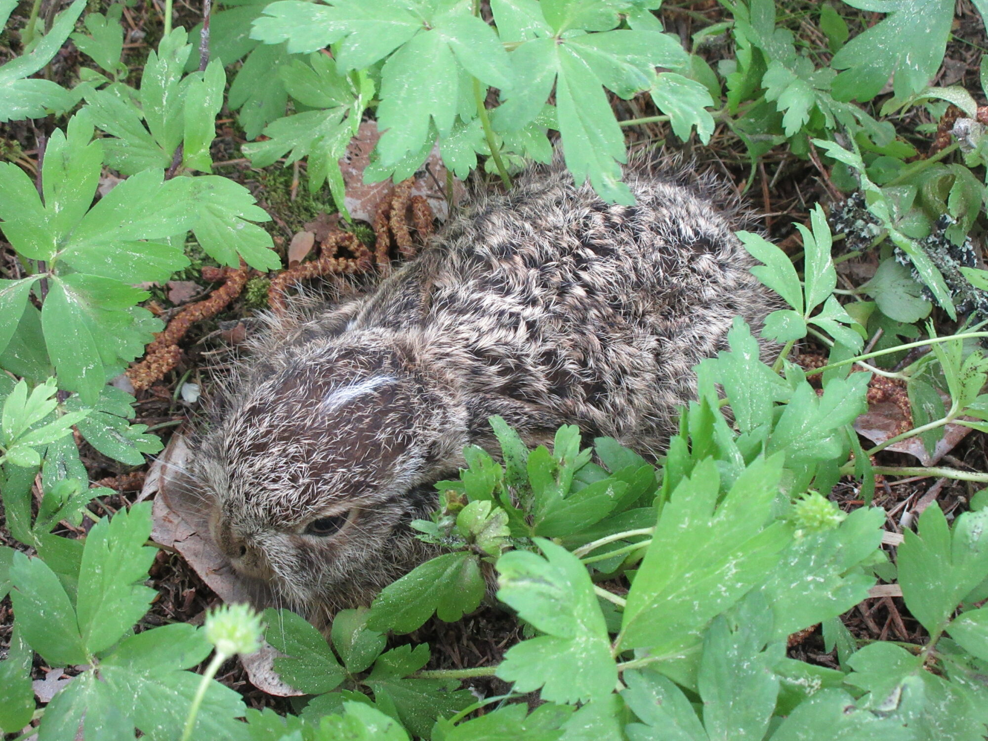 Valokuvaaja: Terttu Rantanen Valokuvaaja: Terttu Rantanen