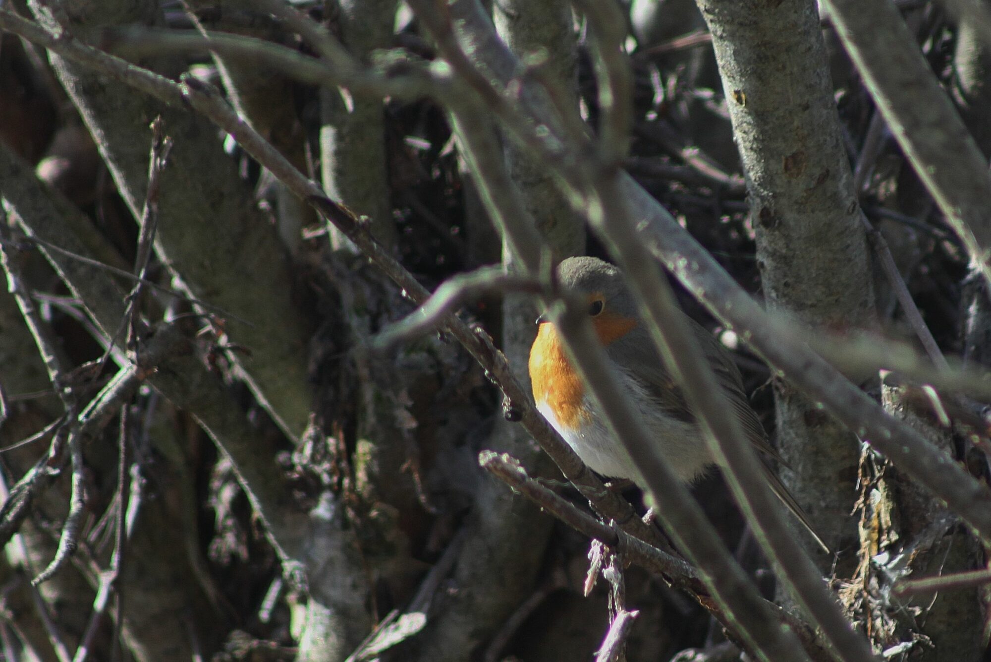 Valokuvaaja: Pirkko Siukonen