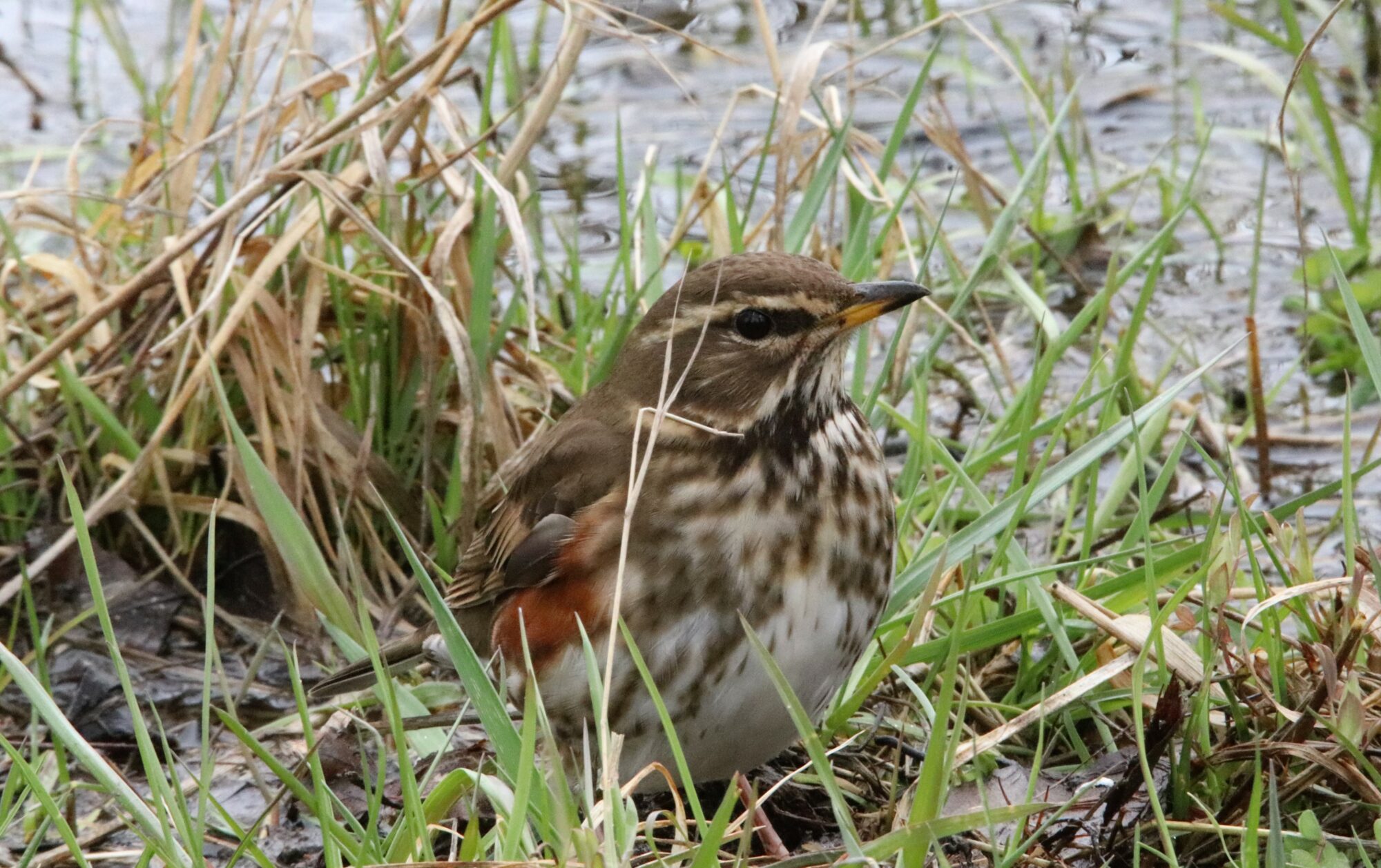 Valokuvaaja: Irja Lehtinen Valokuvaaja: Irja Lehtinen