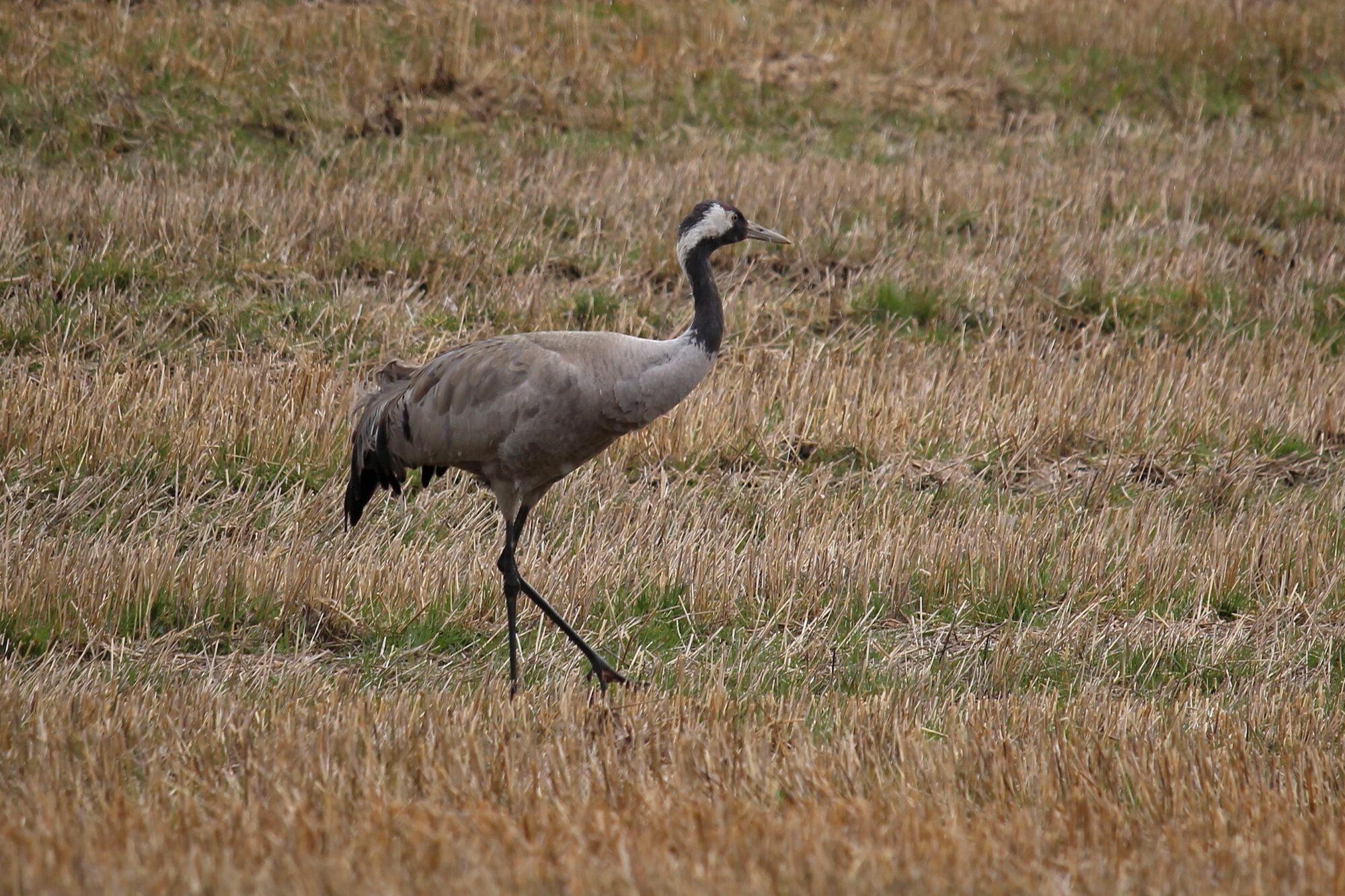 Valokuvaaja: Kirsi-Marja Joenpolvi