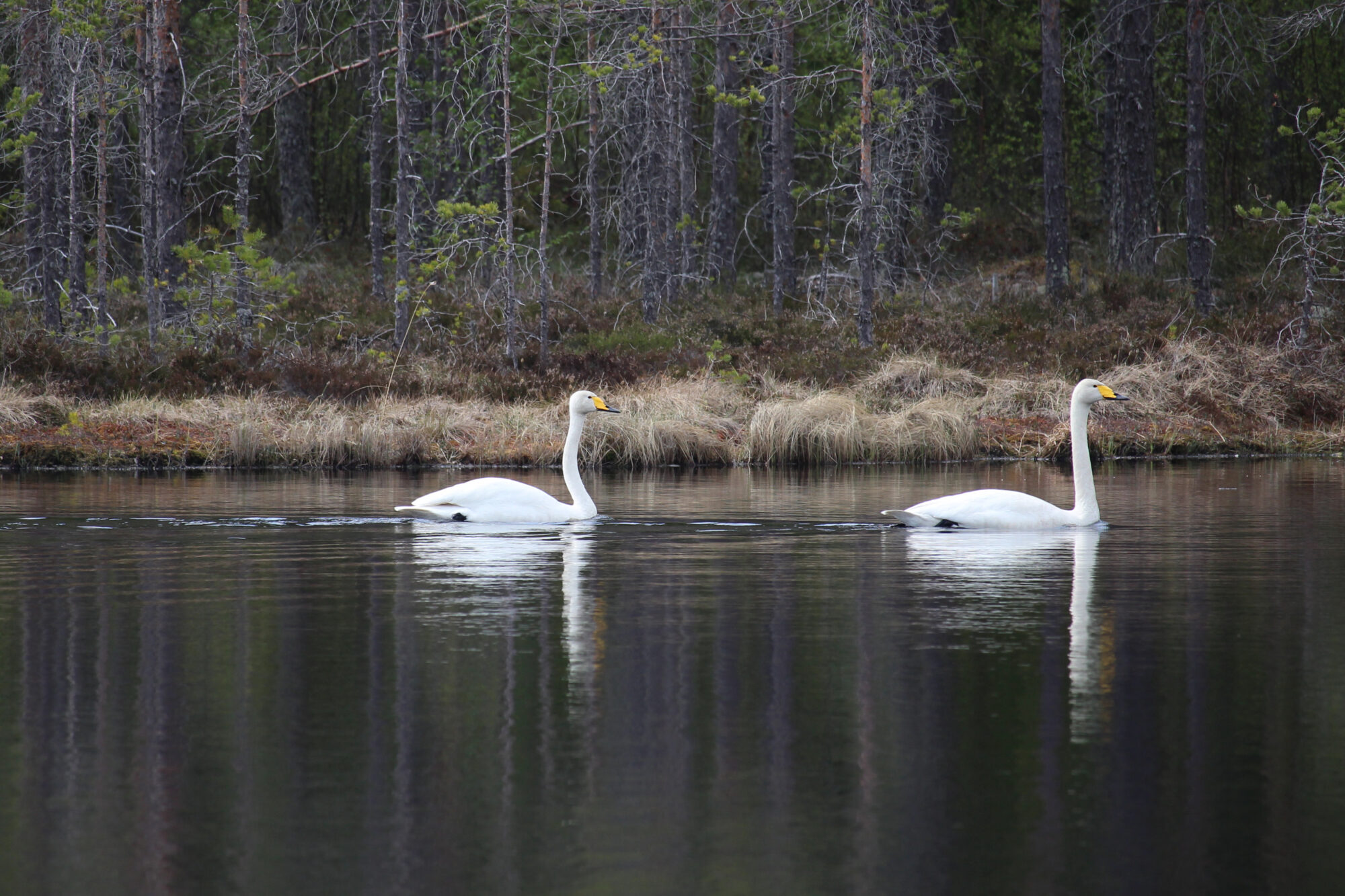 Valokuvaaja: Kirsi-Marja Joenpolvi